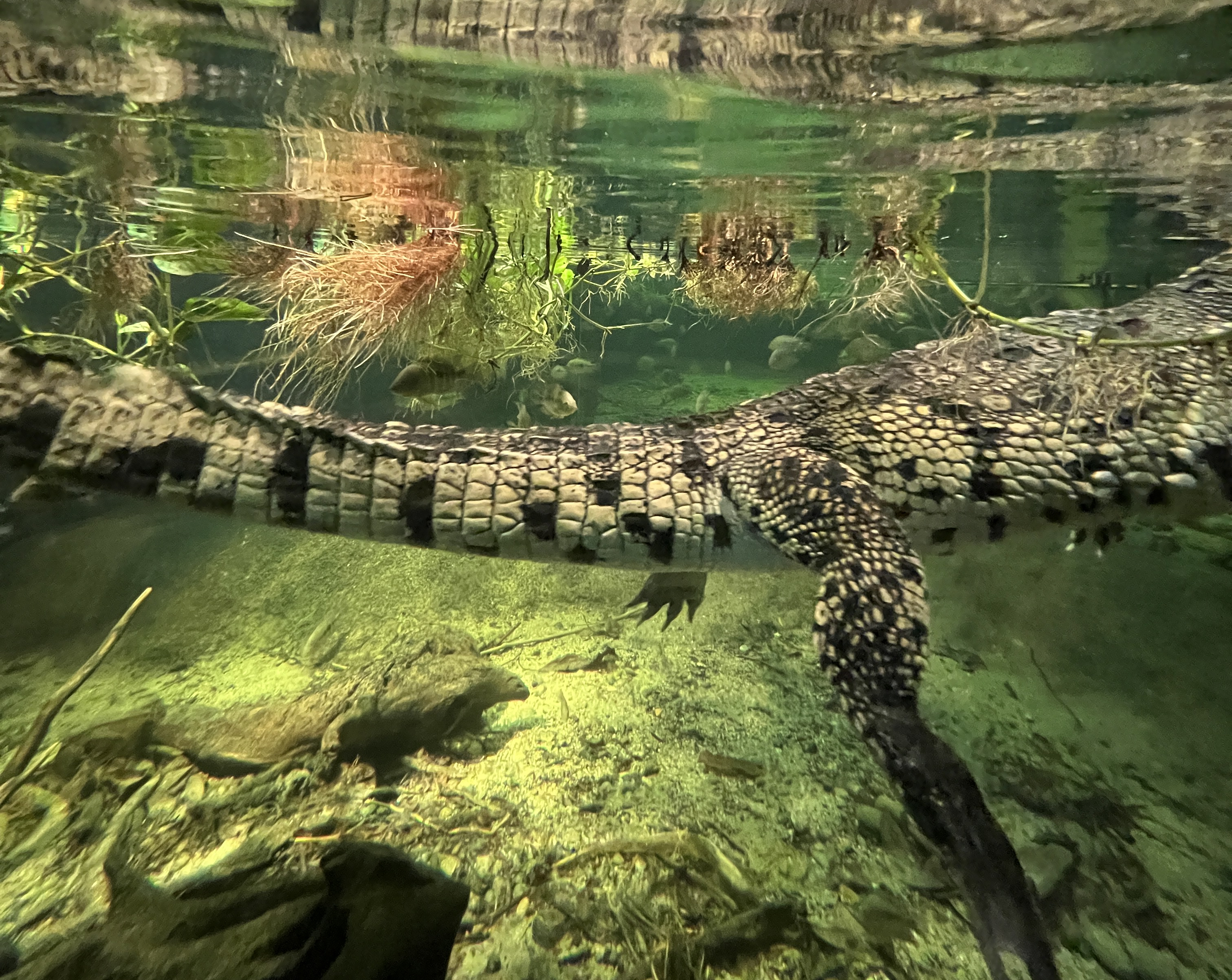 aligator photo iphone 13 pro