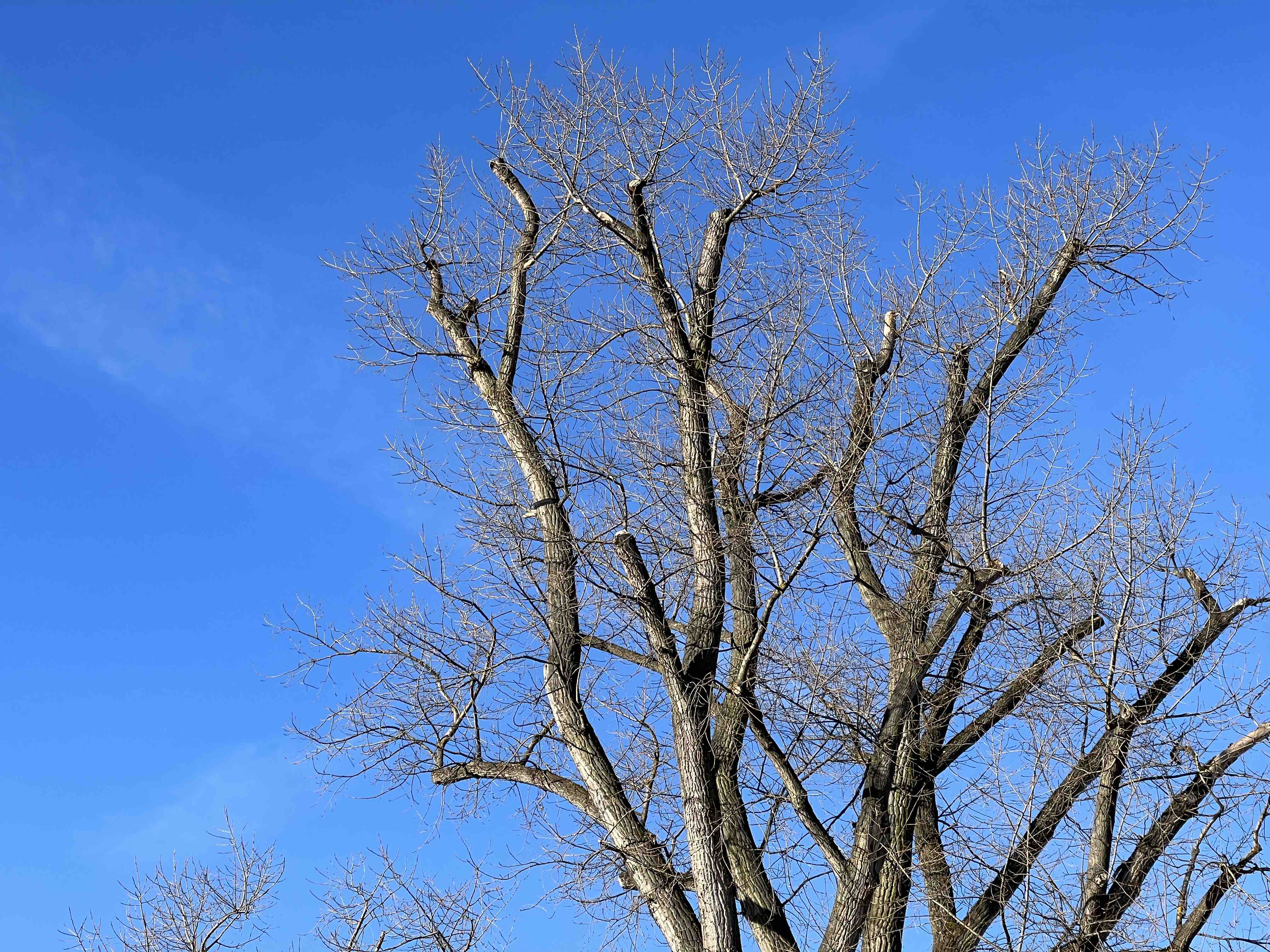 bare tree blue sky