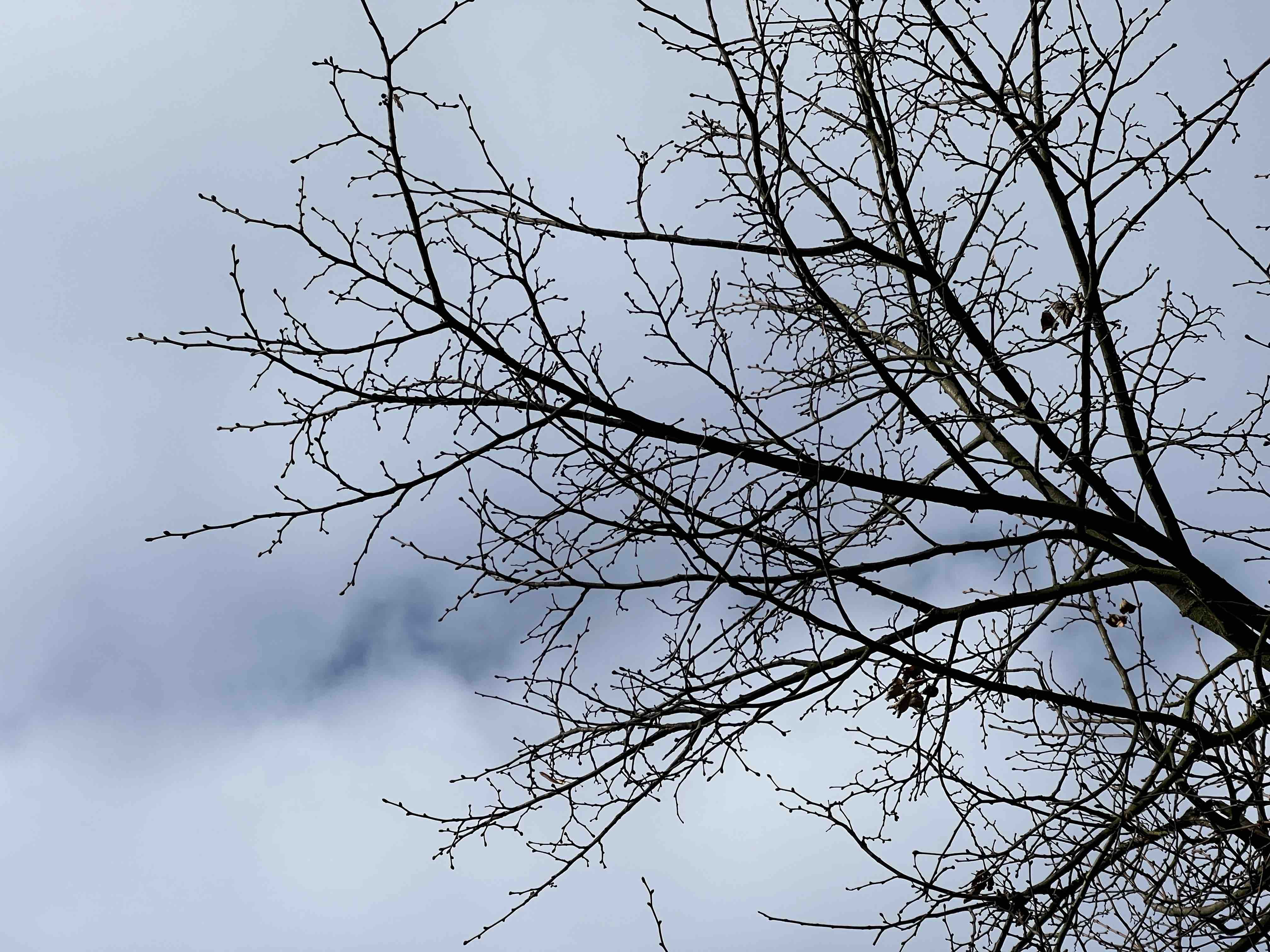 bare tree branches cloudy background