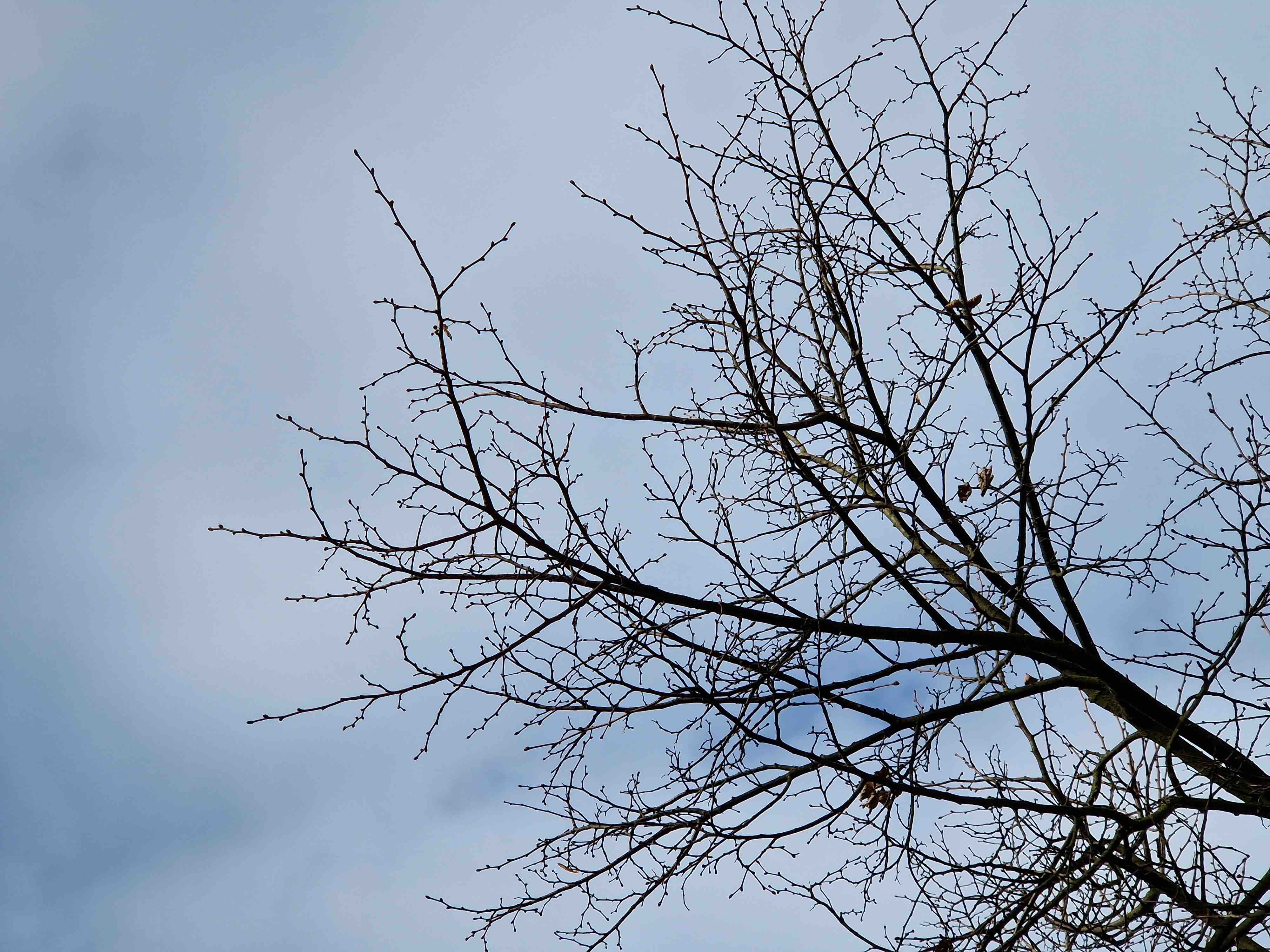 bare tree branches sky