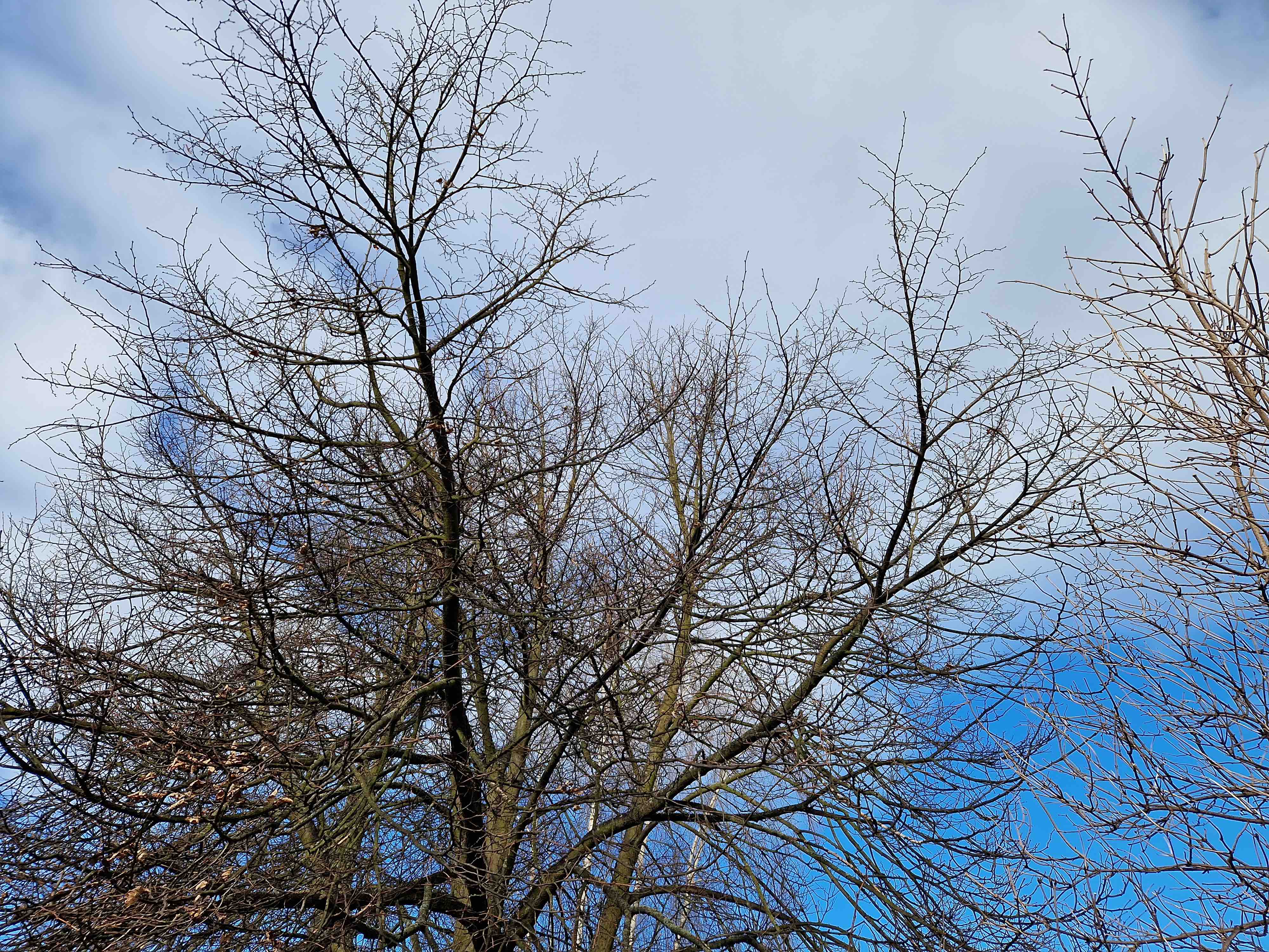 bare trees against cloudy sky