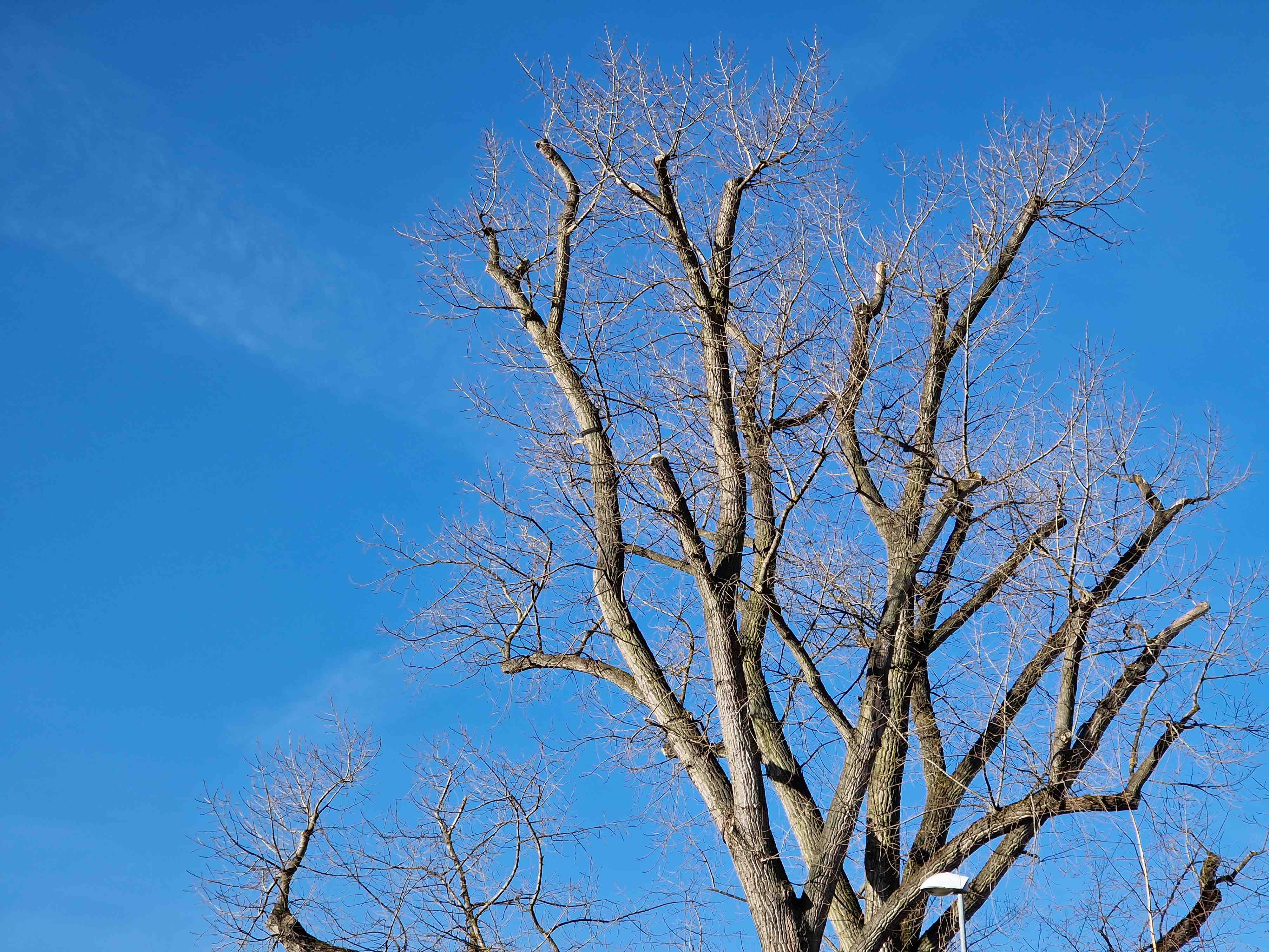 bare trees blue sky