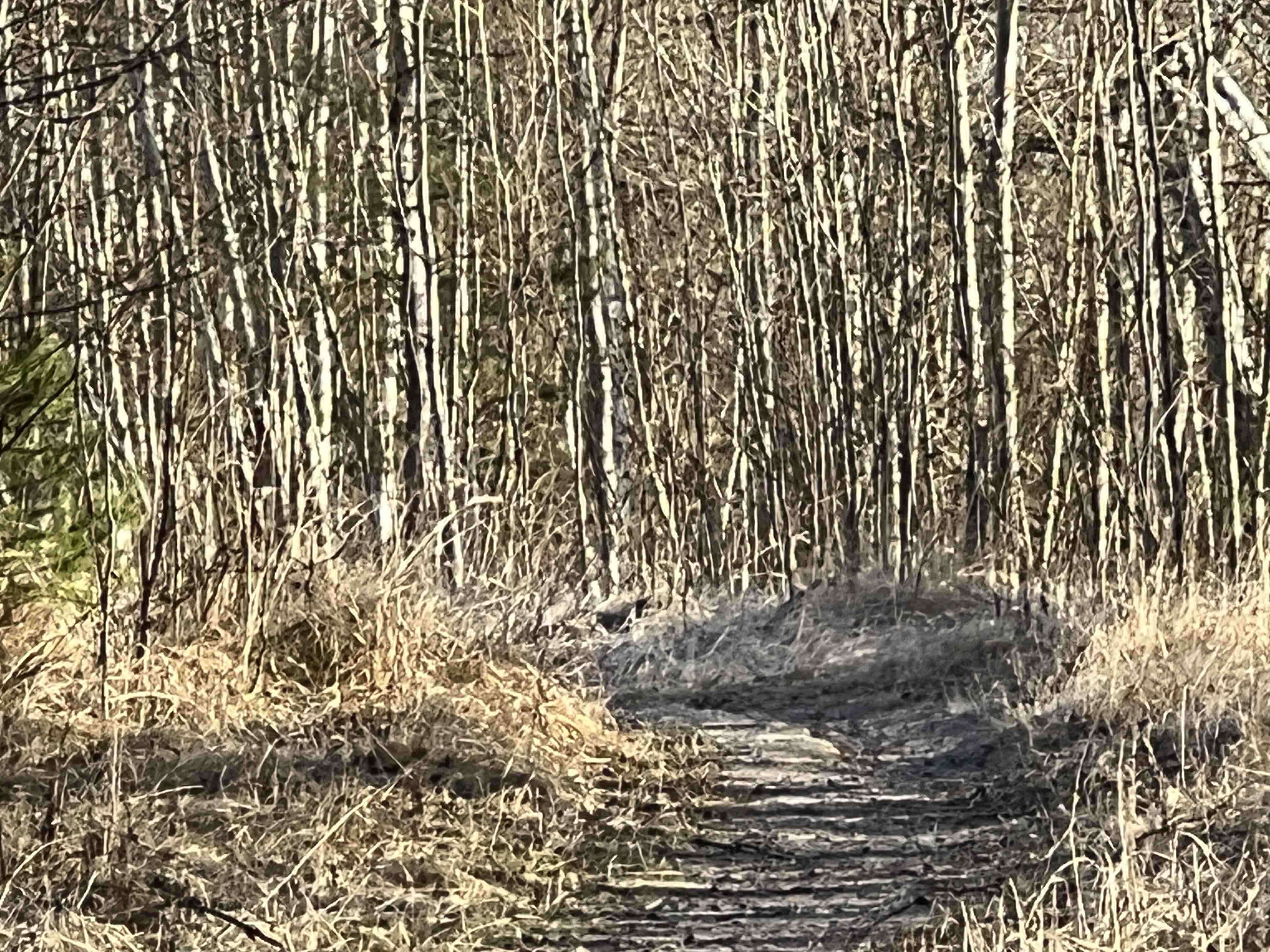 close up forest path
