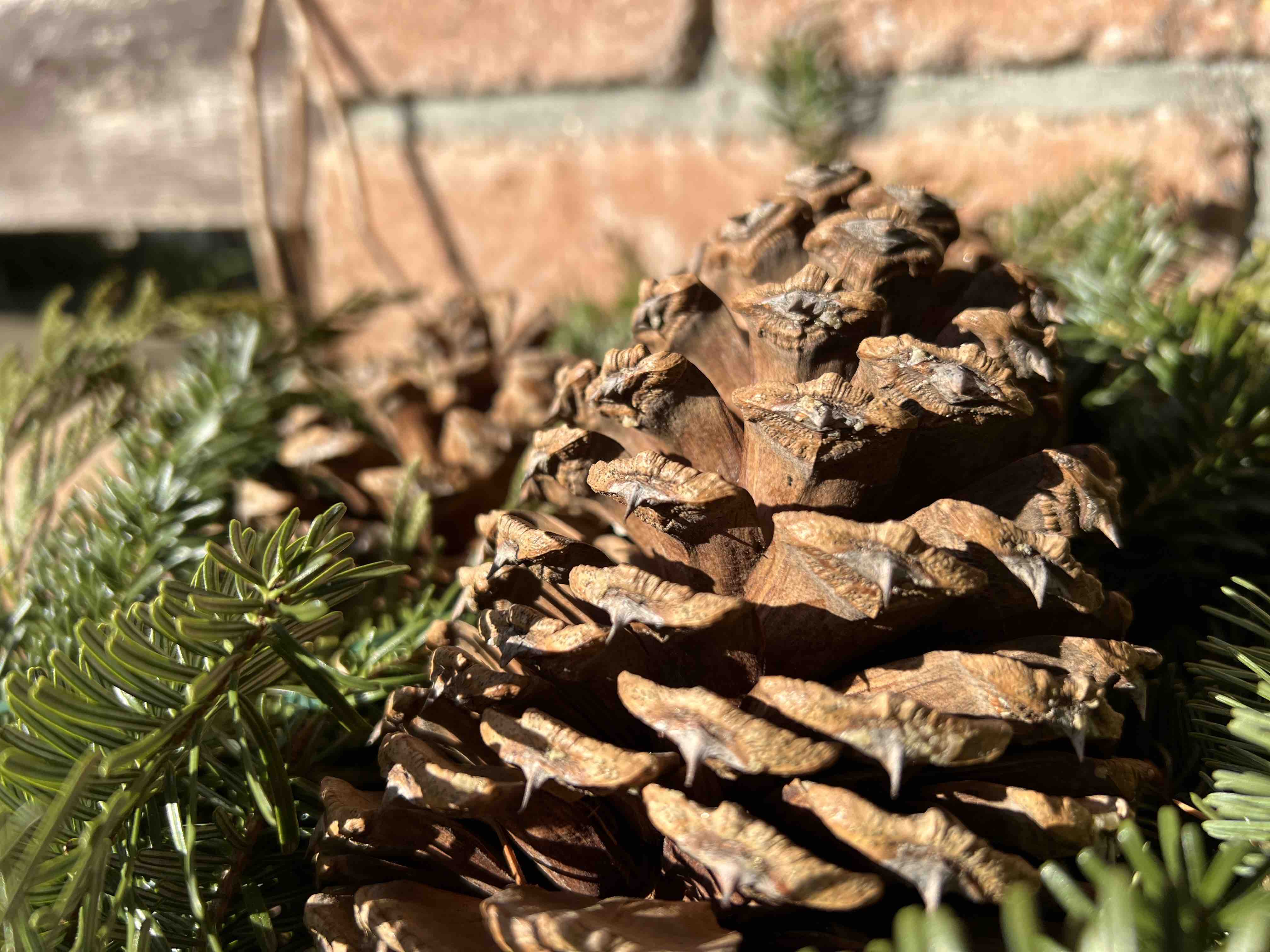 closeup pine cone brick wall