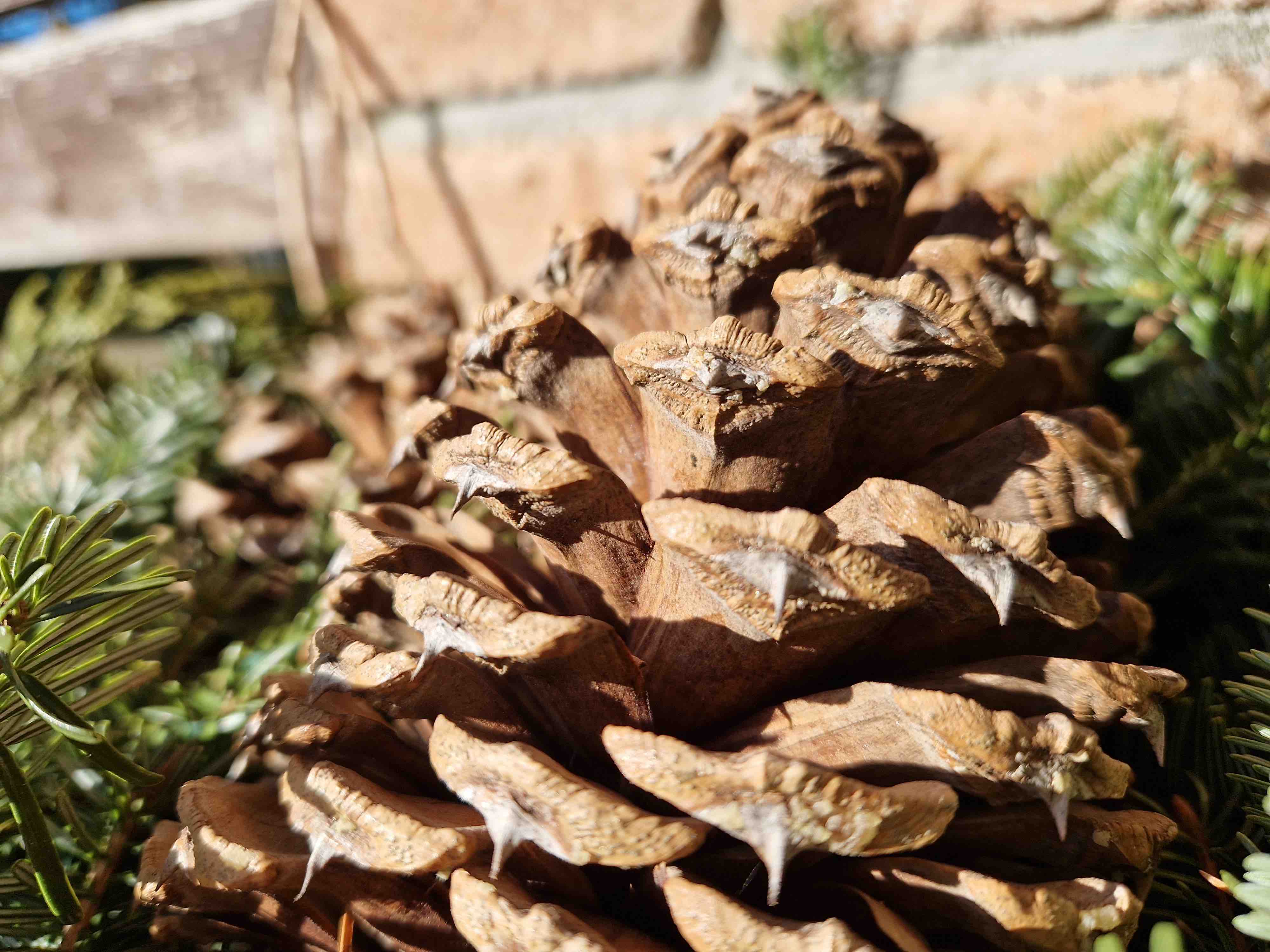 closeup pine cone