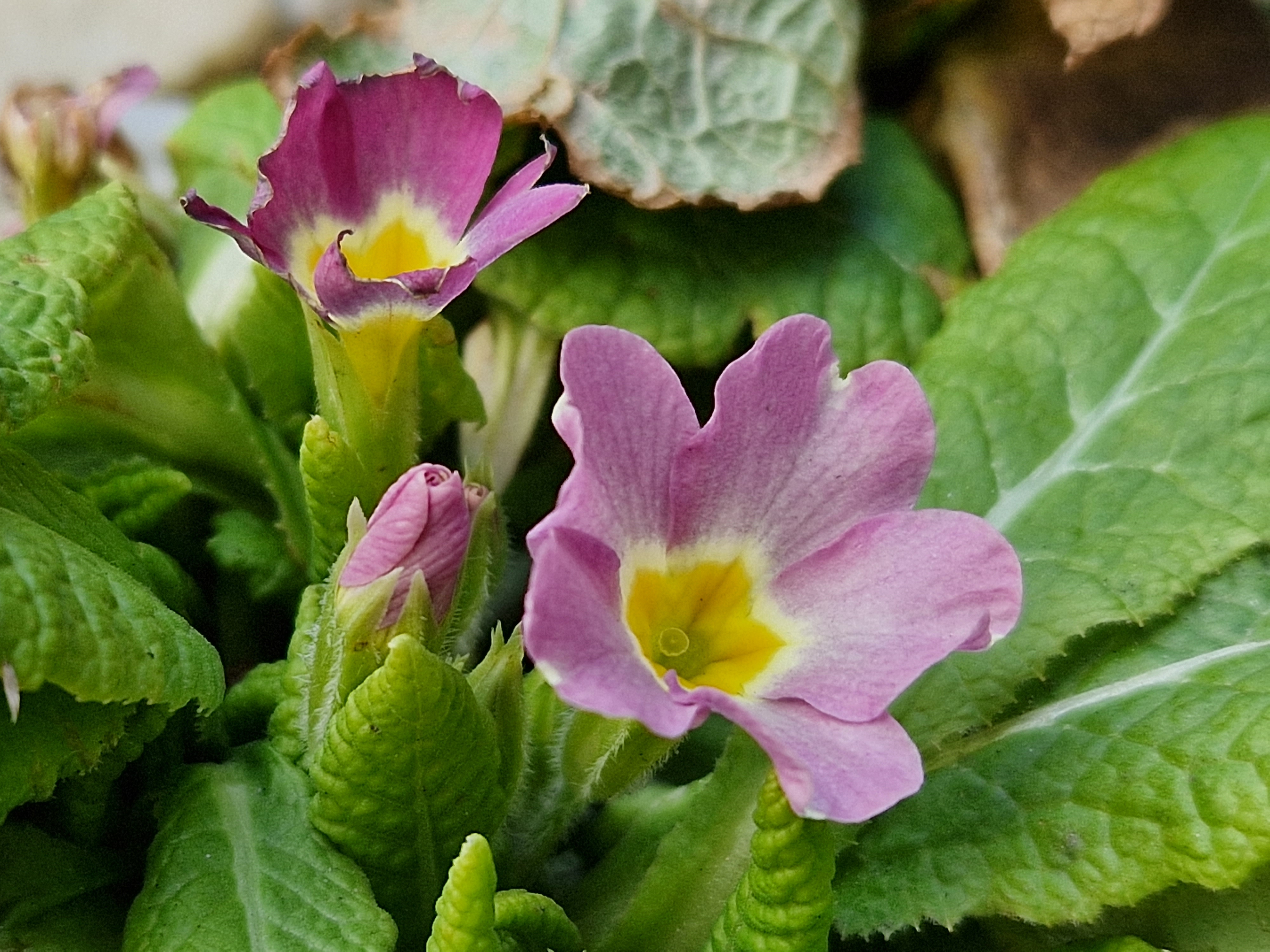 closeup pink primrose