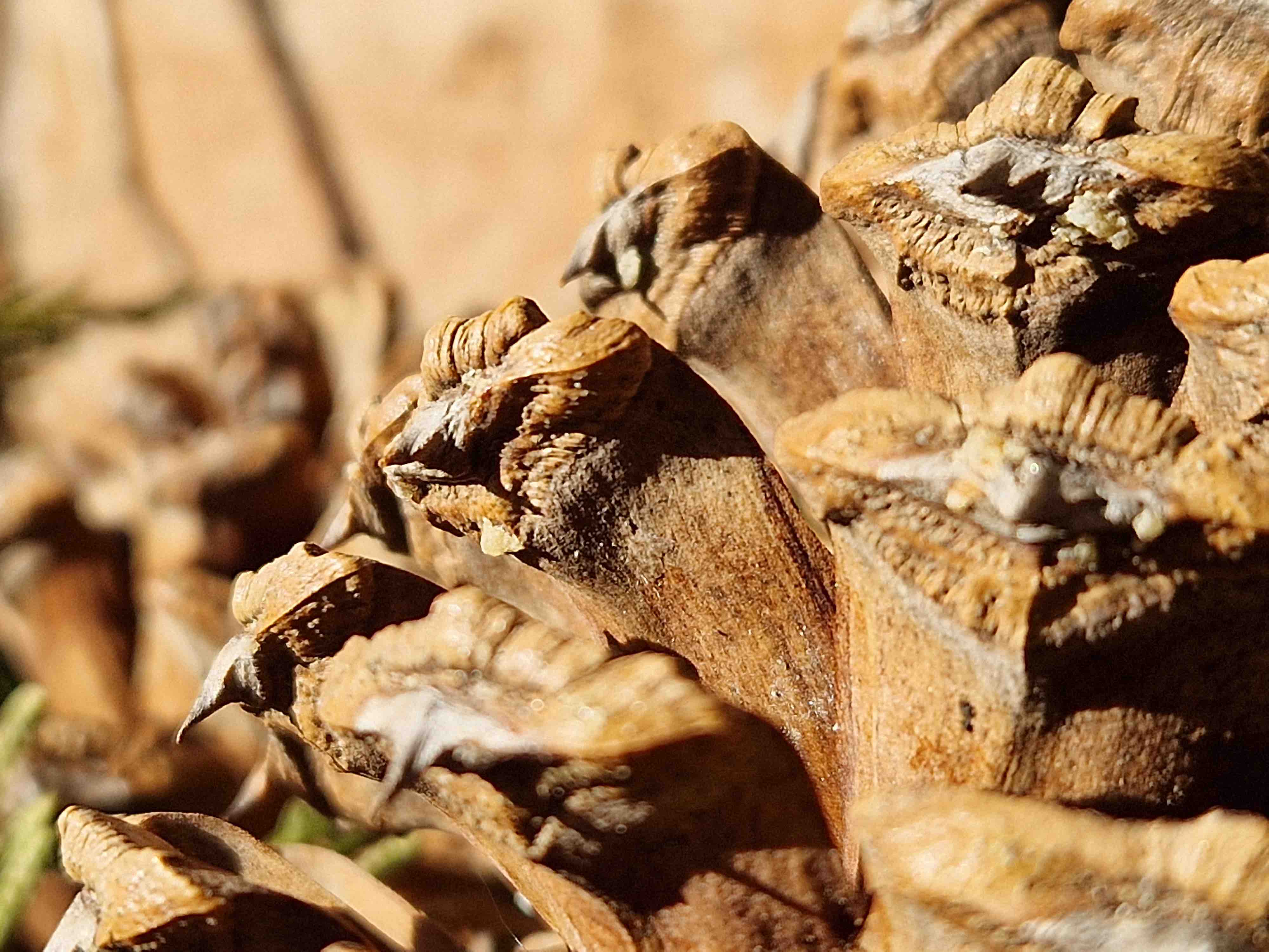 detailed pine cone texture