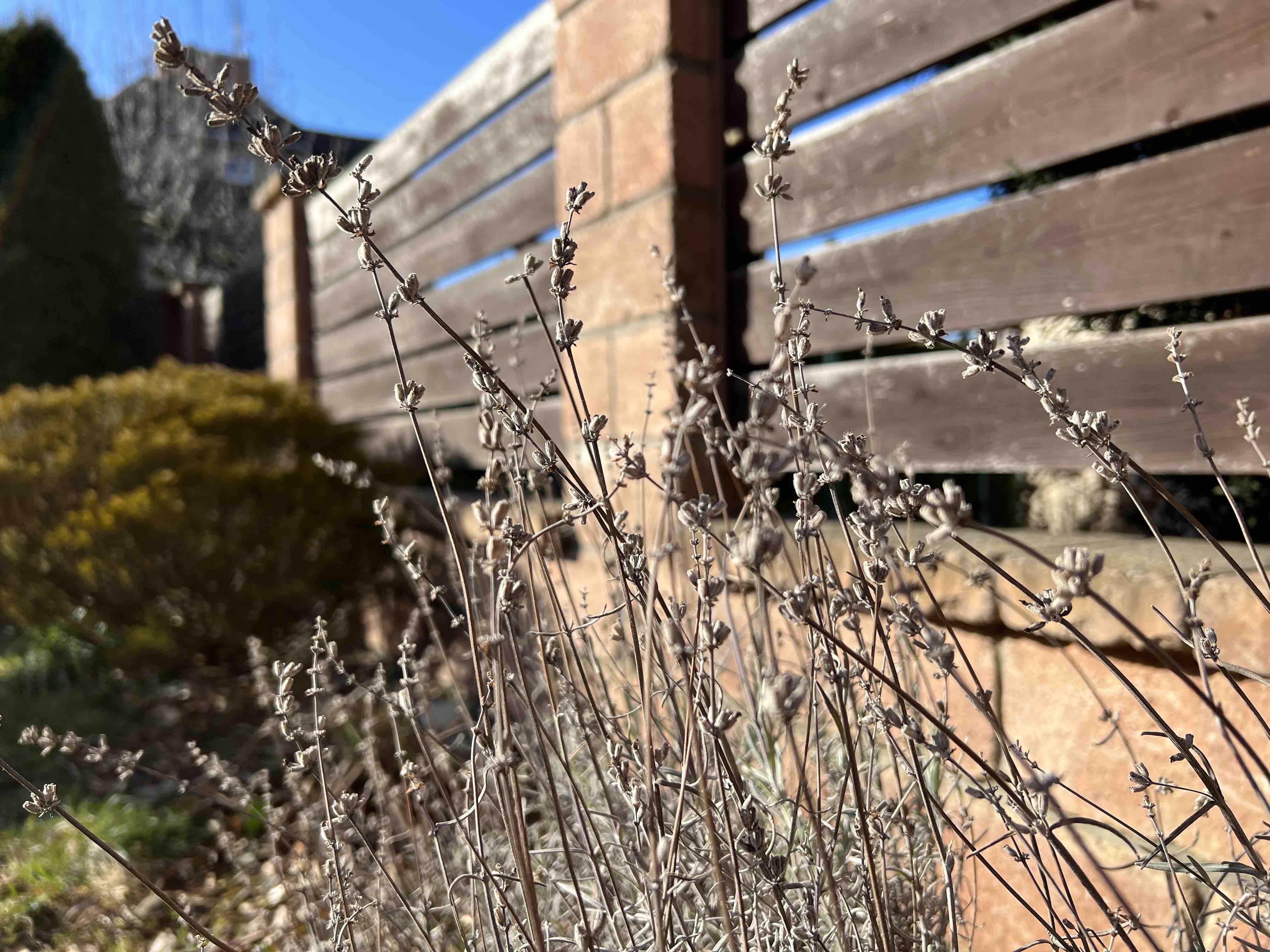 dry plants against fence