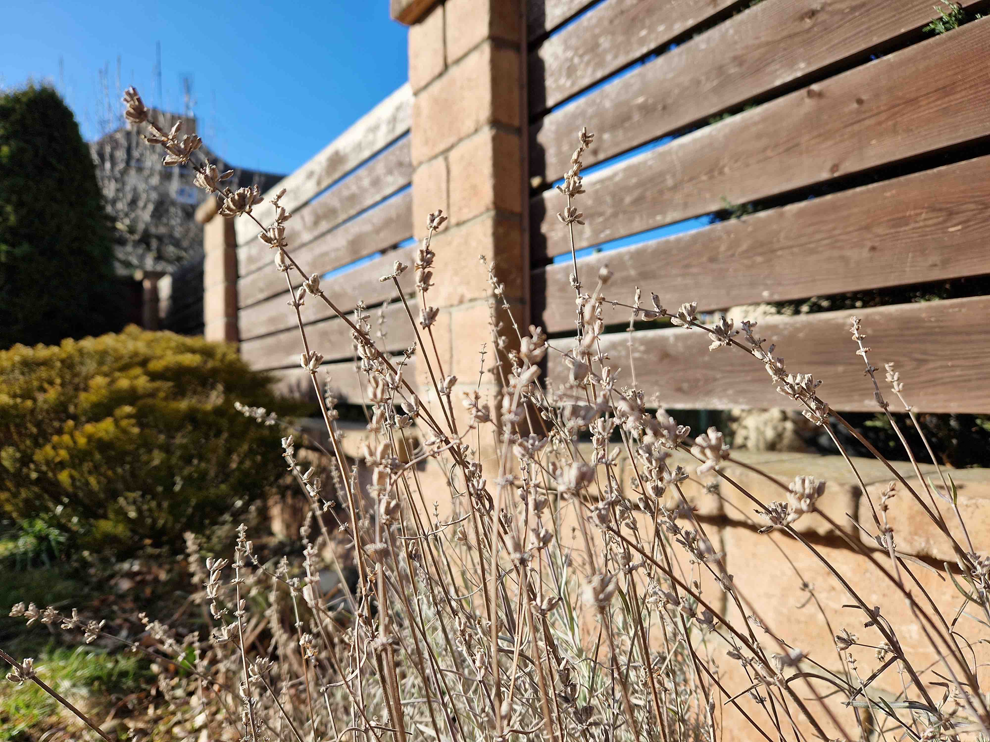 dry plants wooden fence