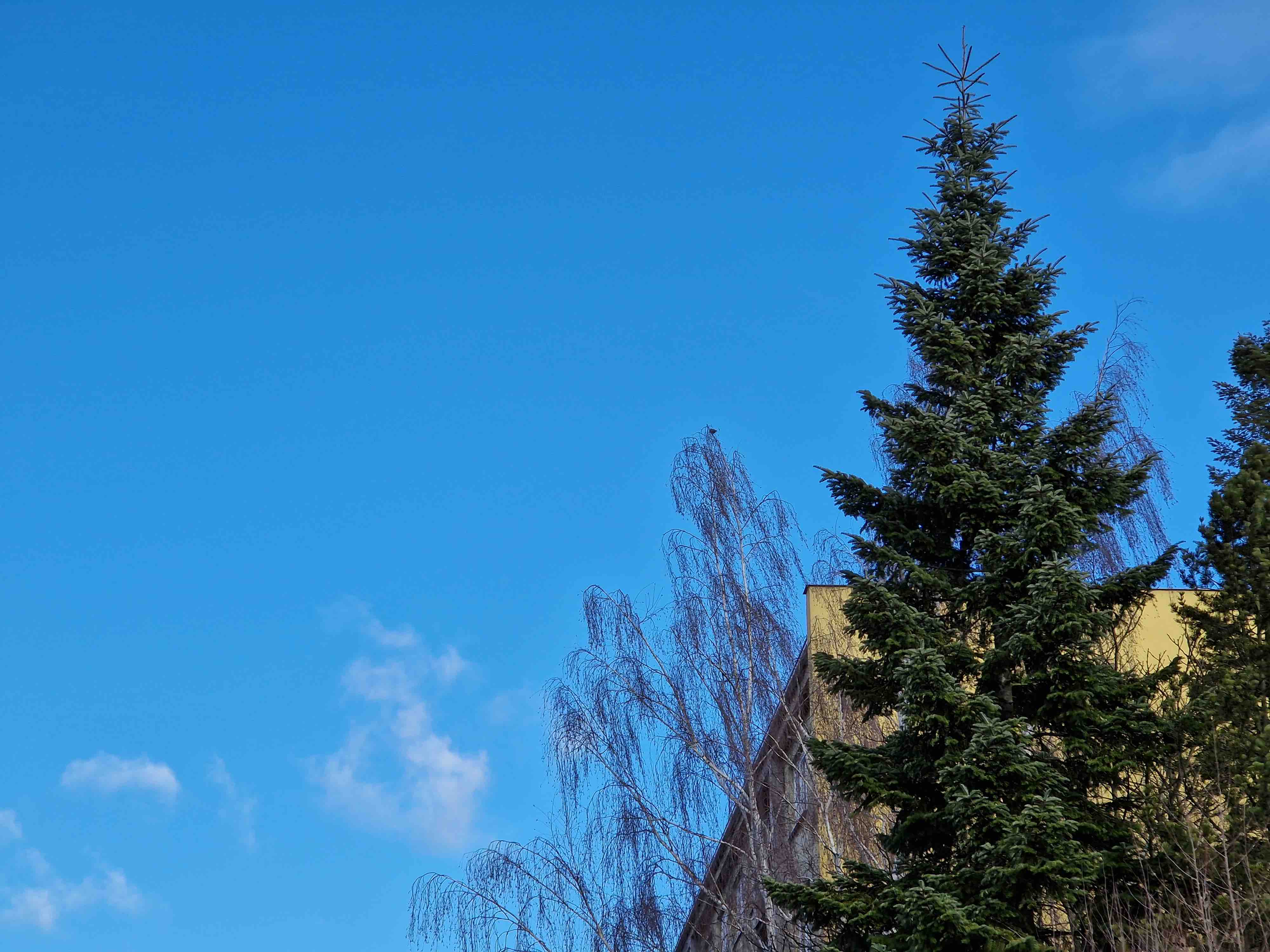 evergreen tree blue sky