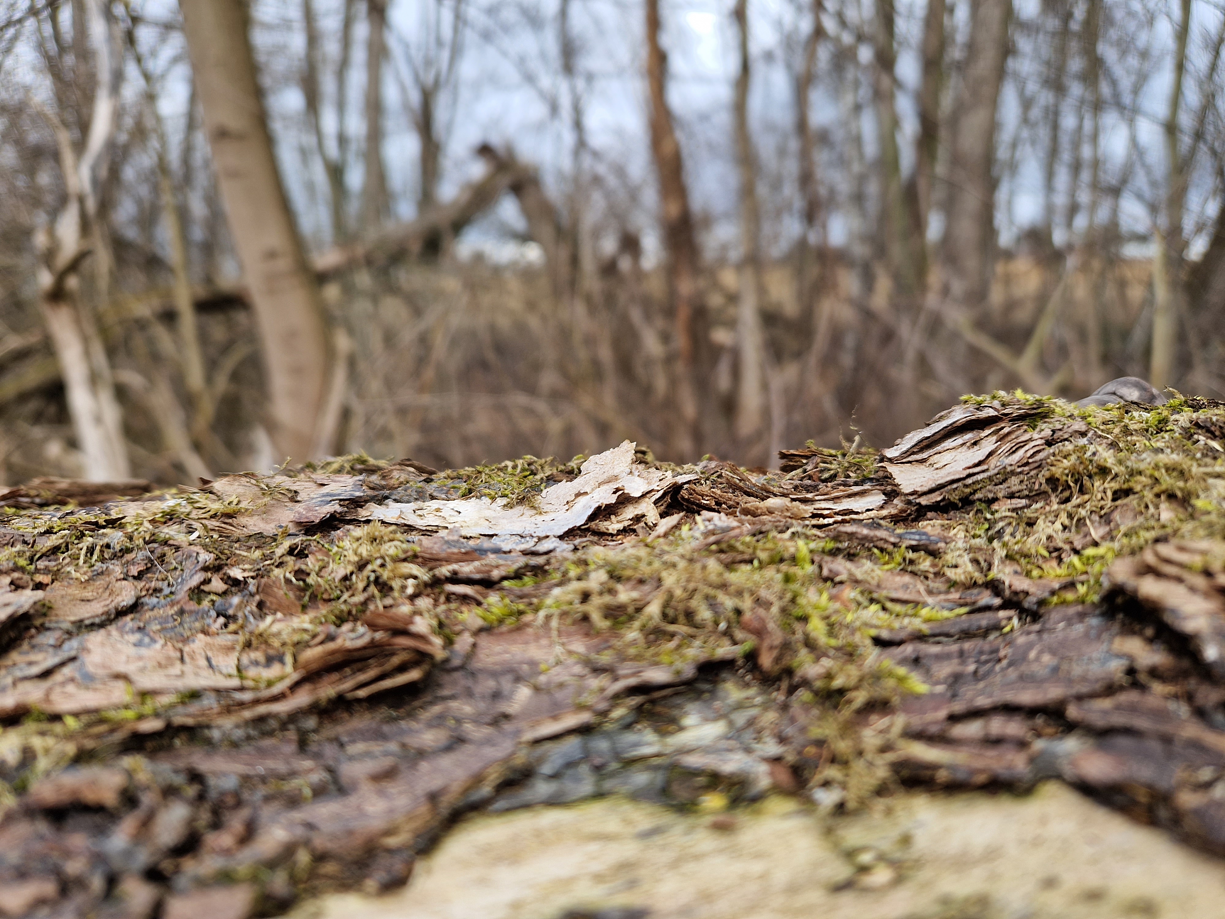 forest floor mossy bark