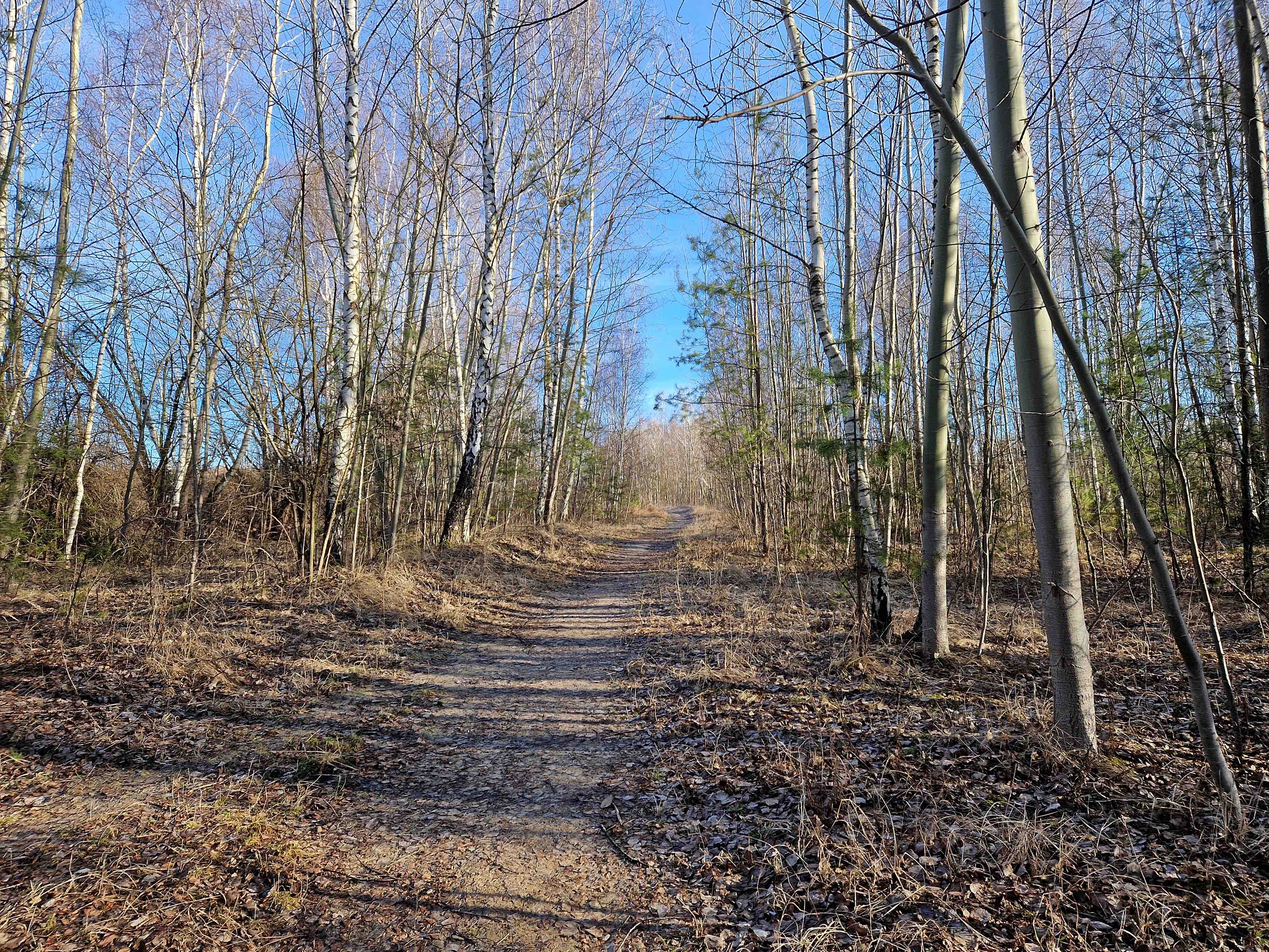 forest path bare trees