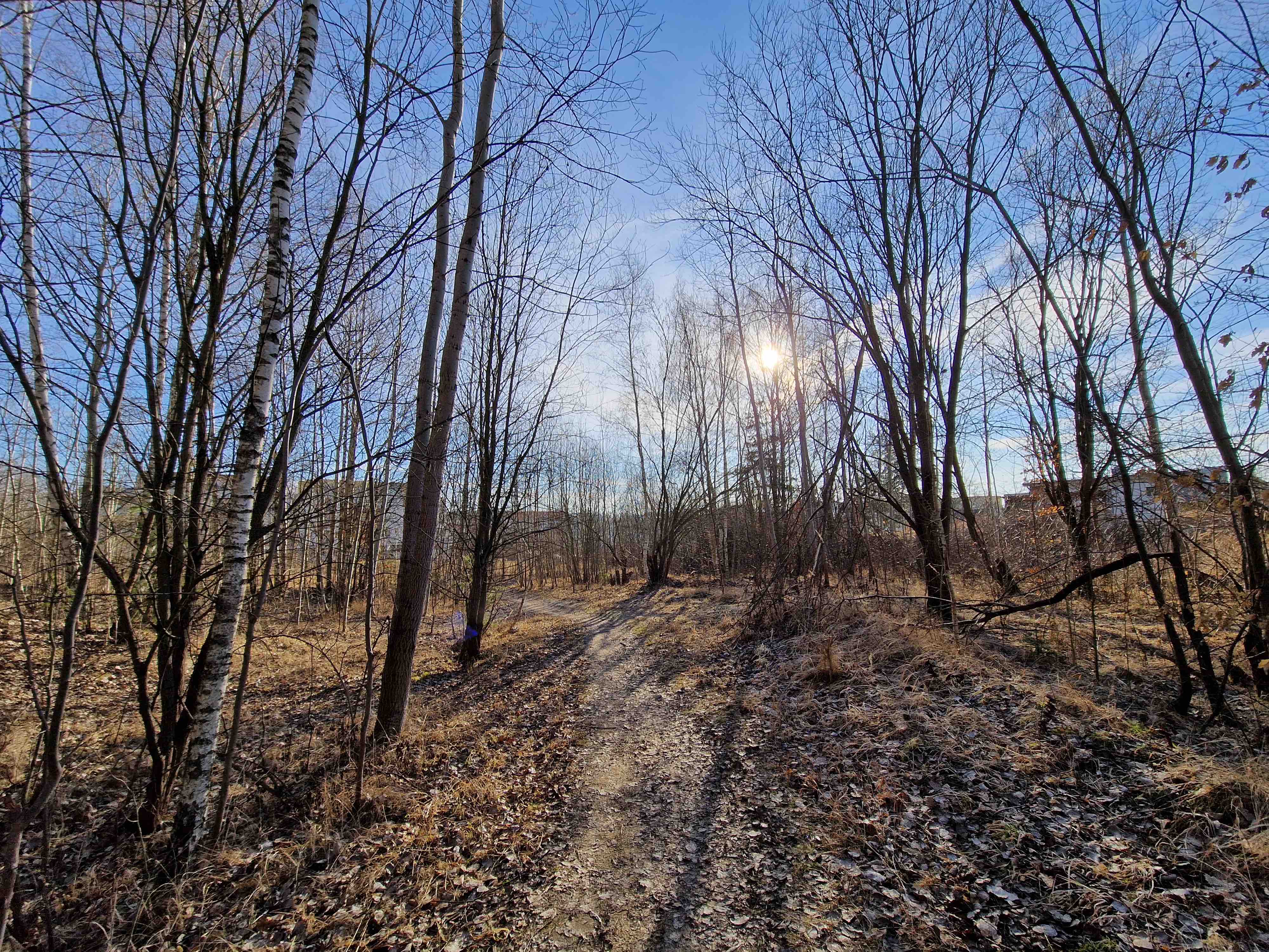 forest path sunlight