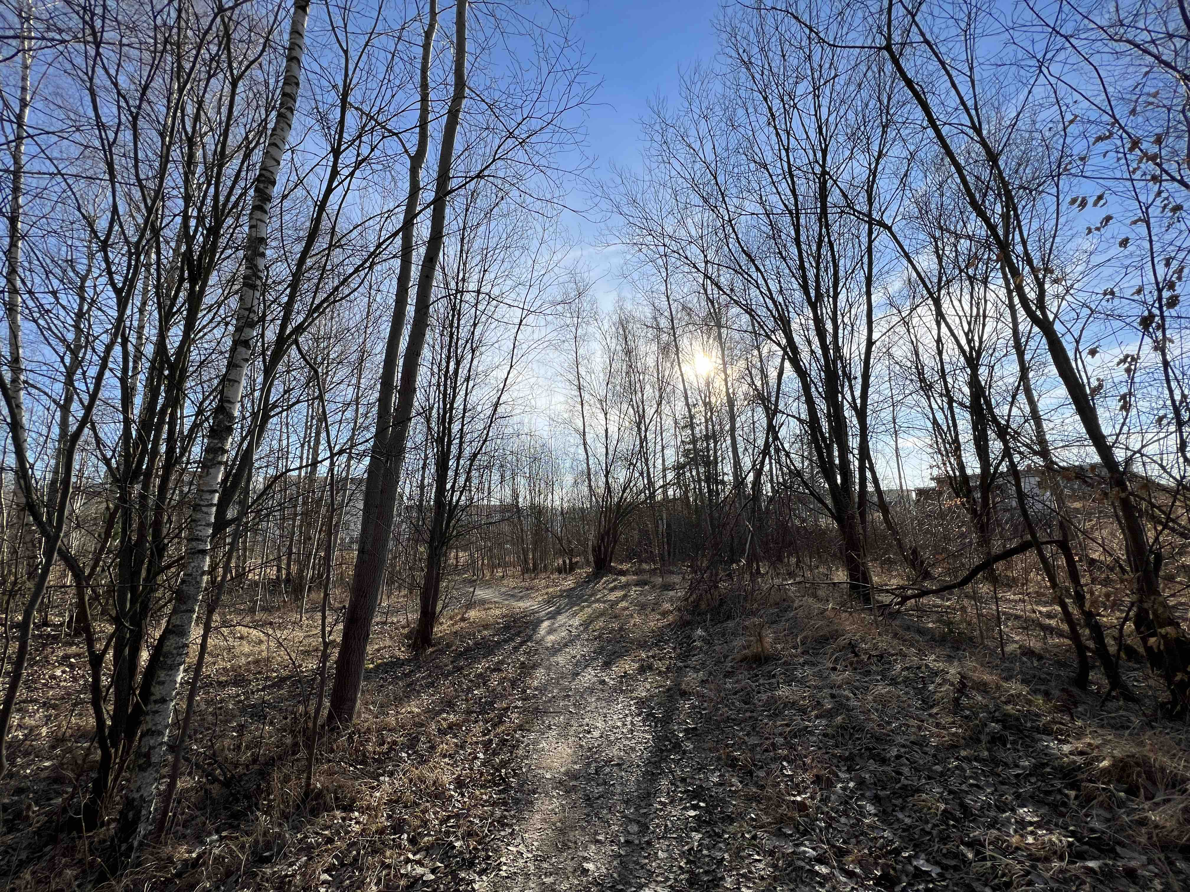 forest path sunny day