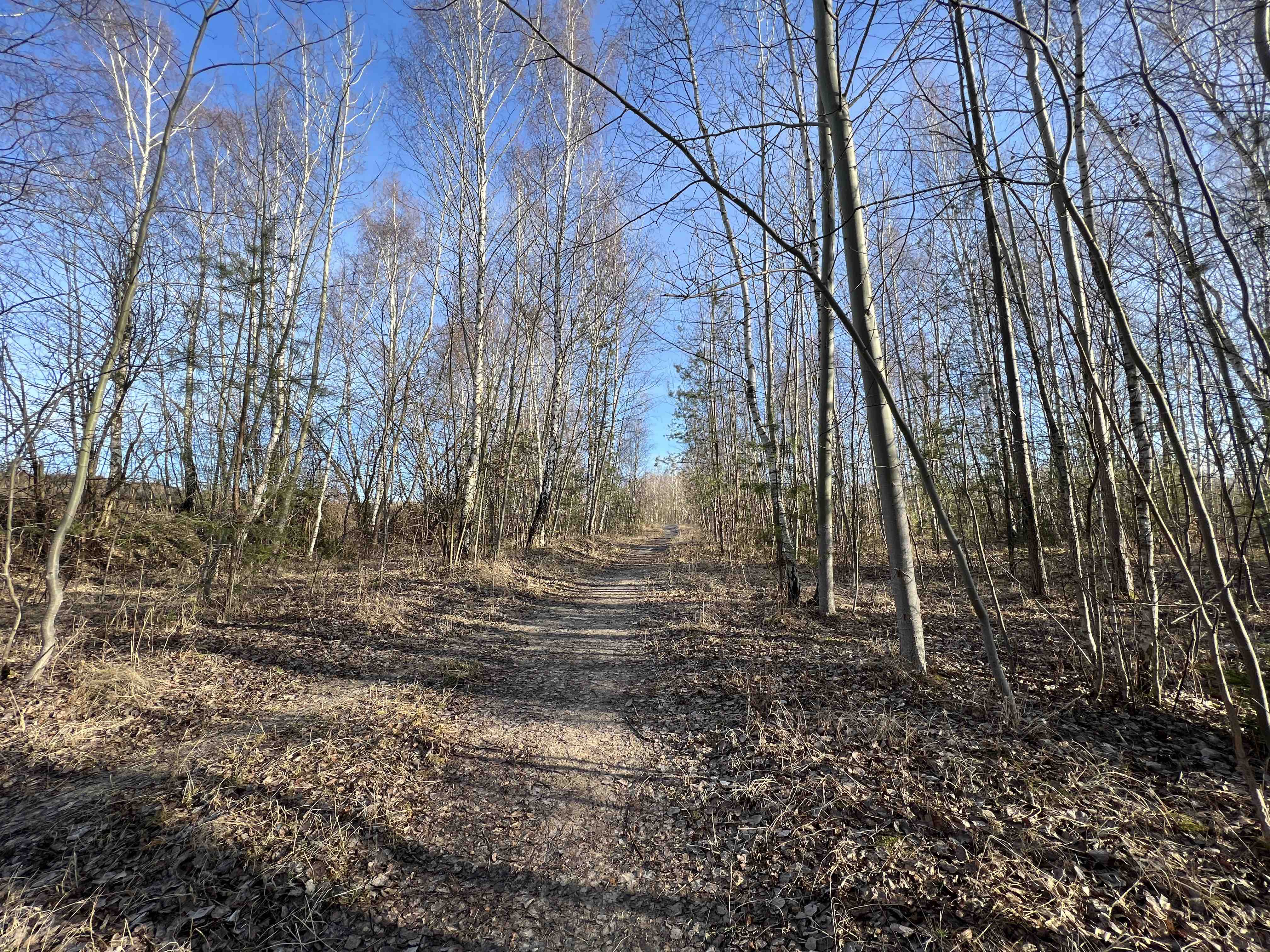 forest trail bare trees
