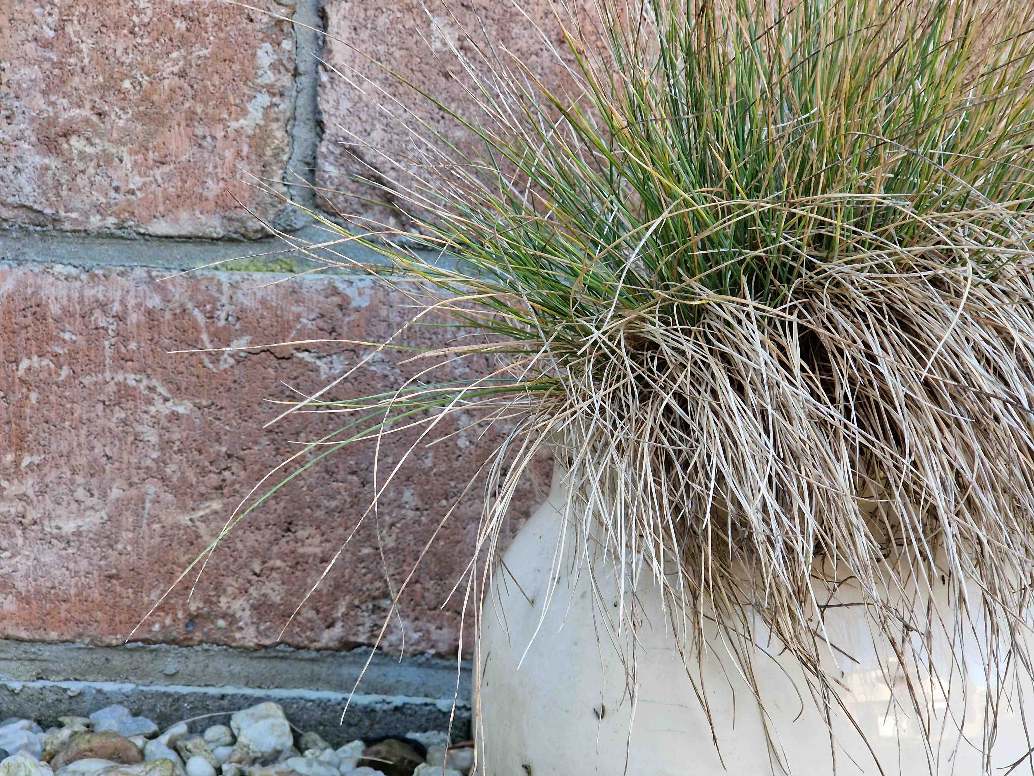 grass pot brick wall