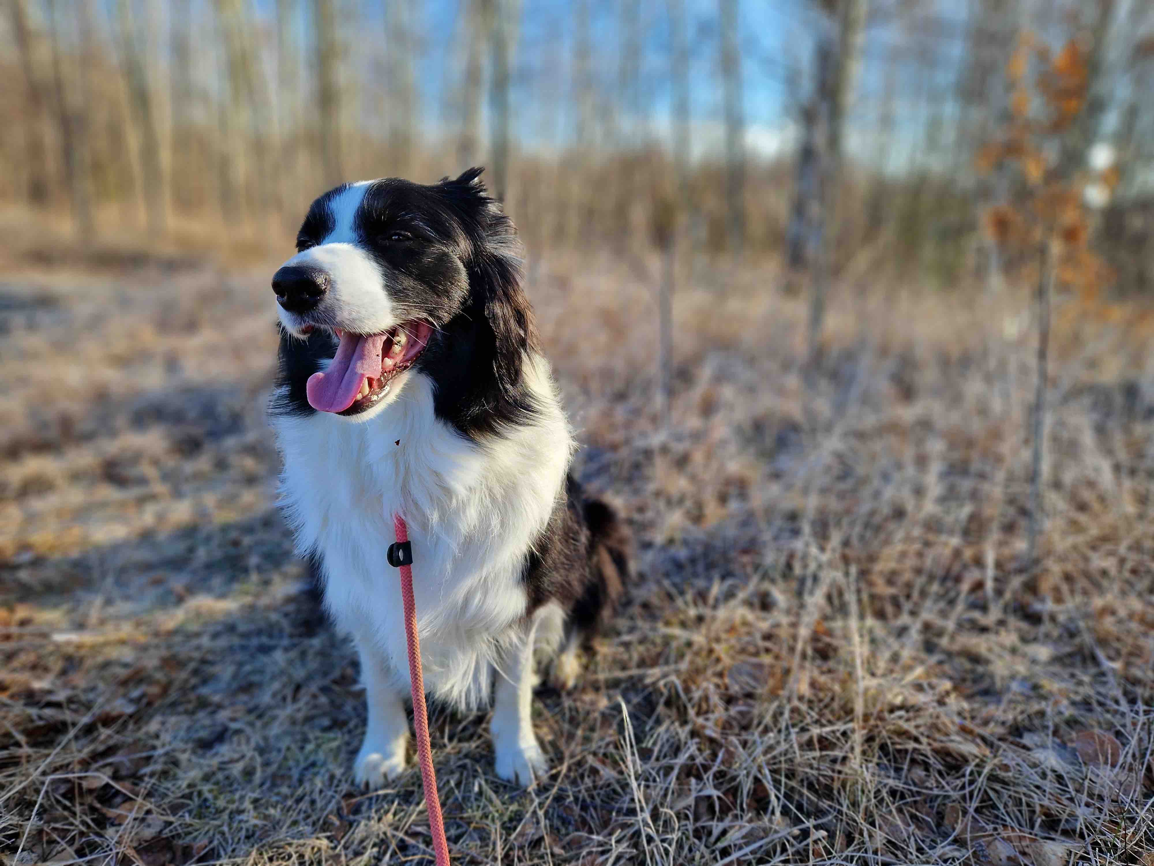 happy dog in forest