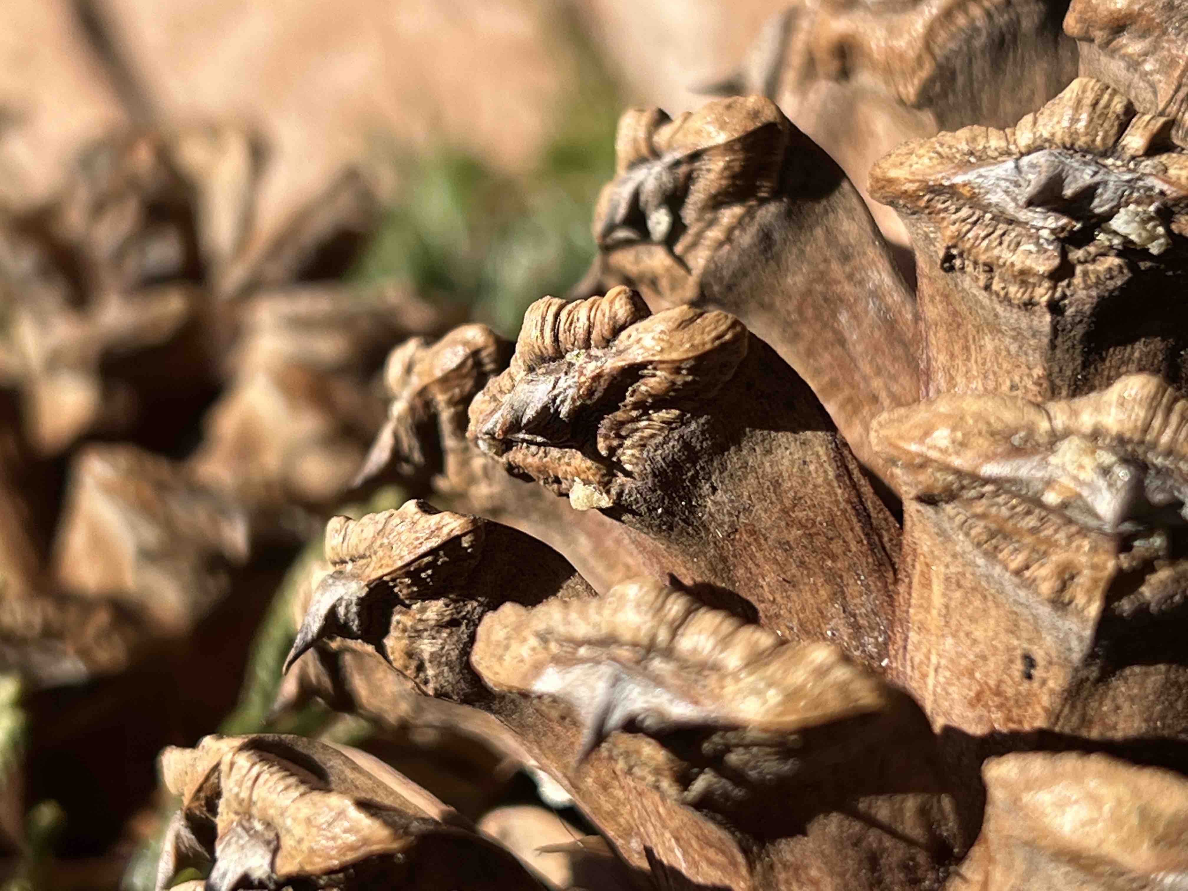 macro pine cone texture