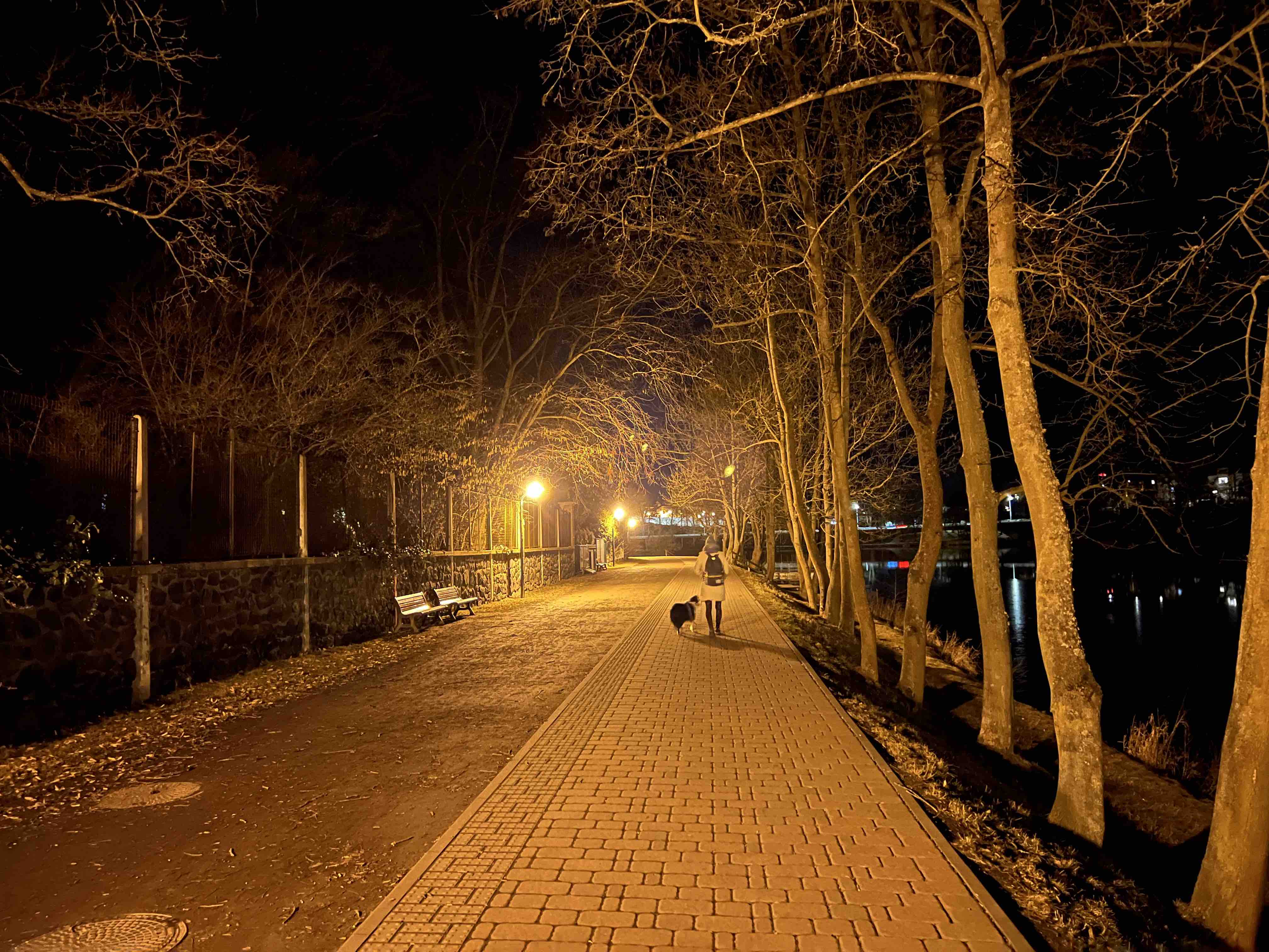night walkway with trees