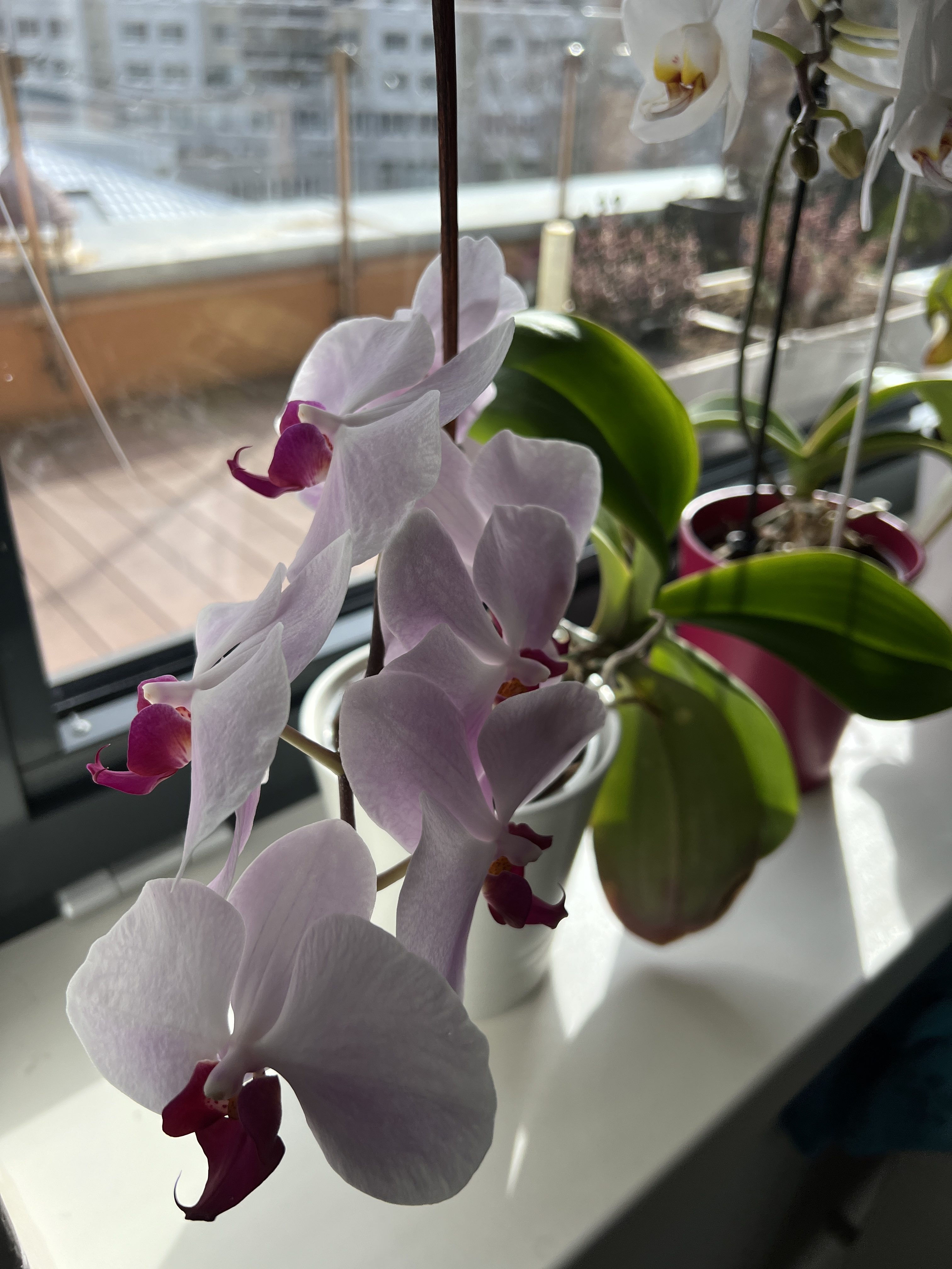 orchid flowers on windowsill