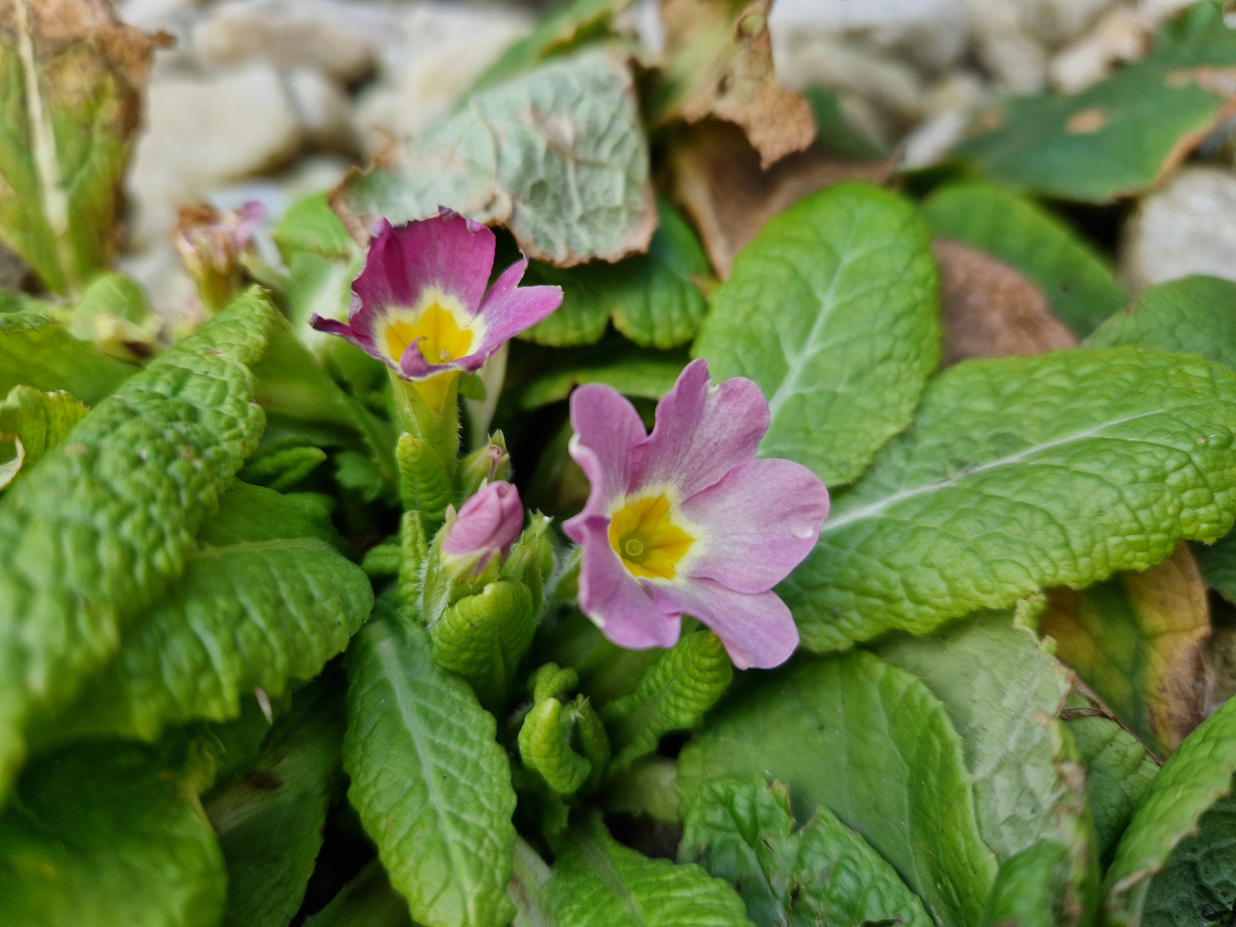 pink primrose flowers