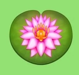 pink water lily on leaf