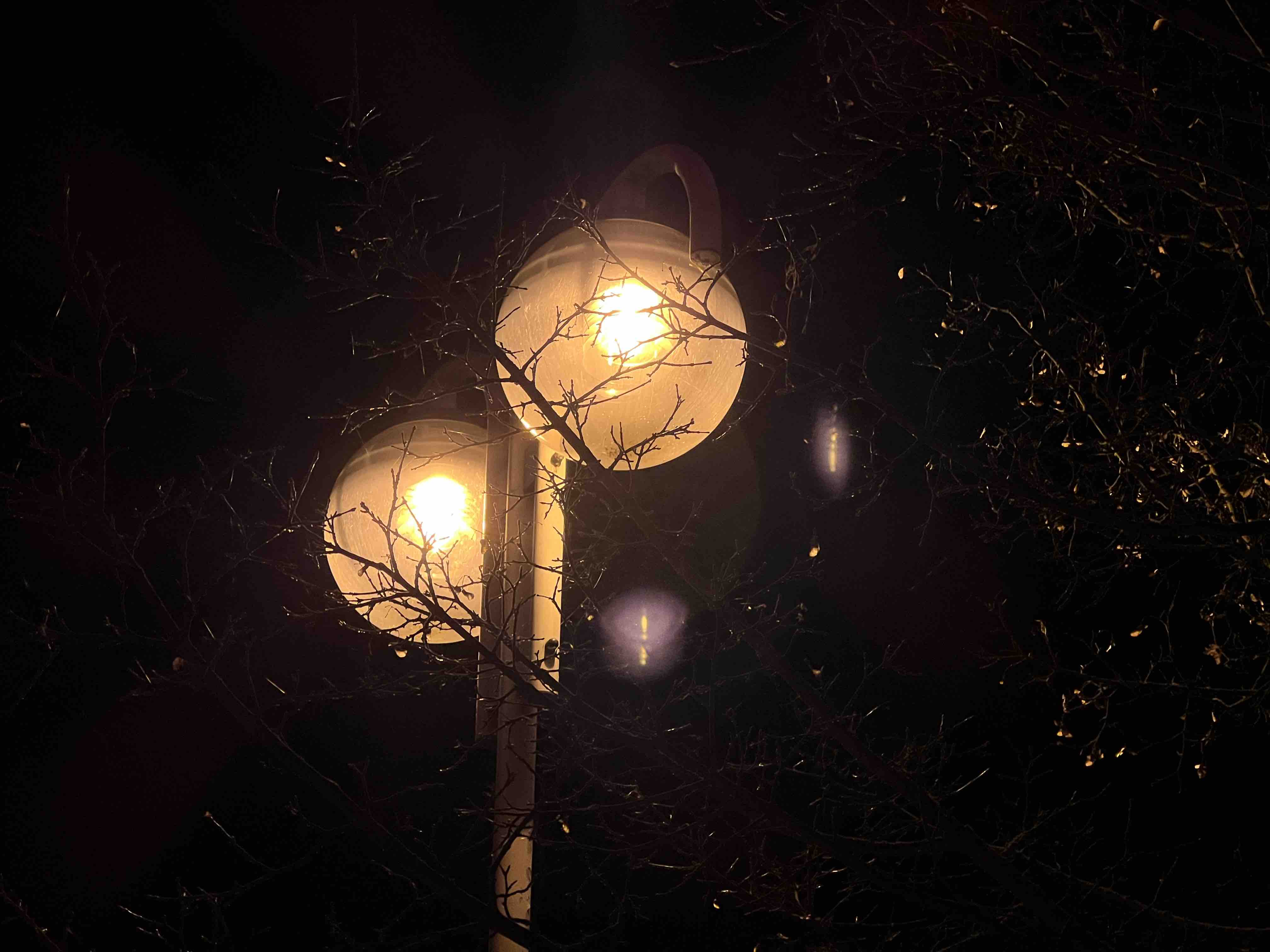 street lamps through trees
