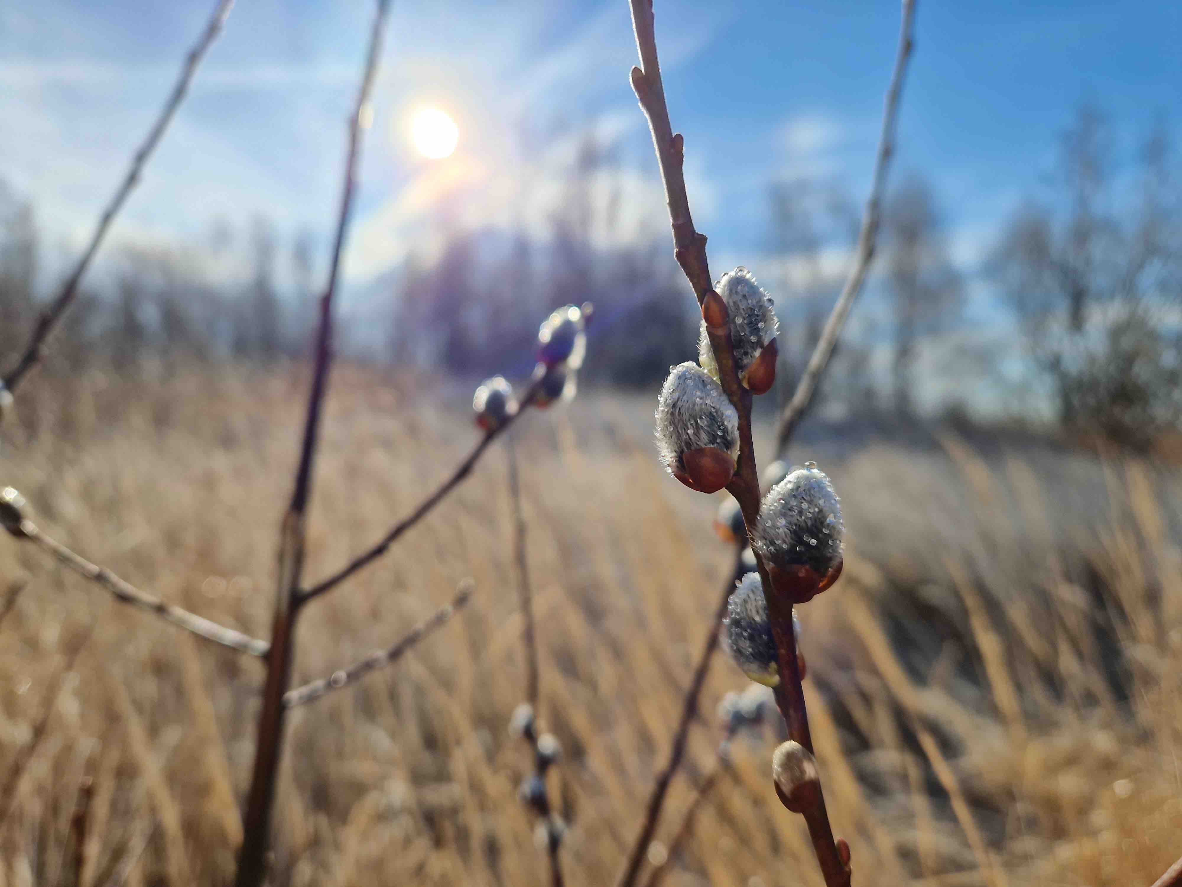 willow buds sun