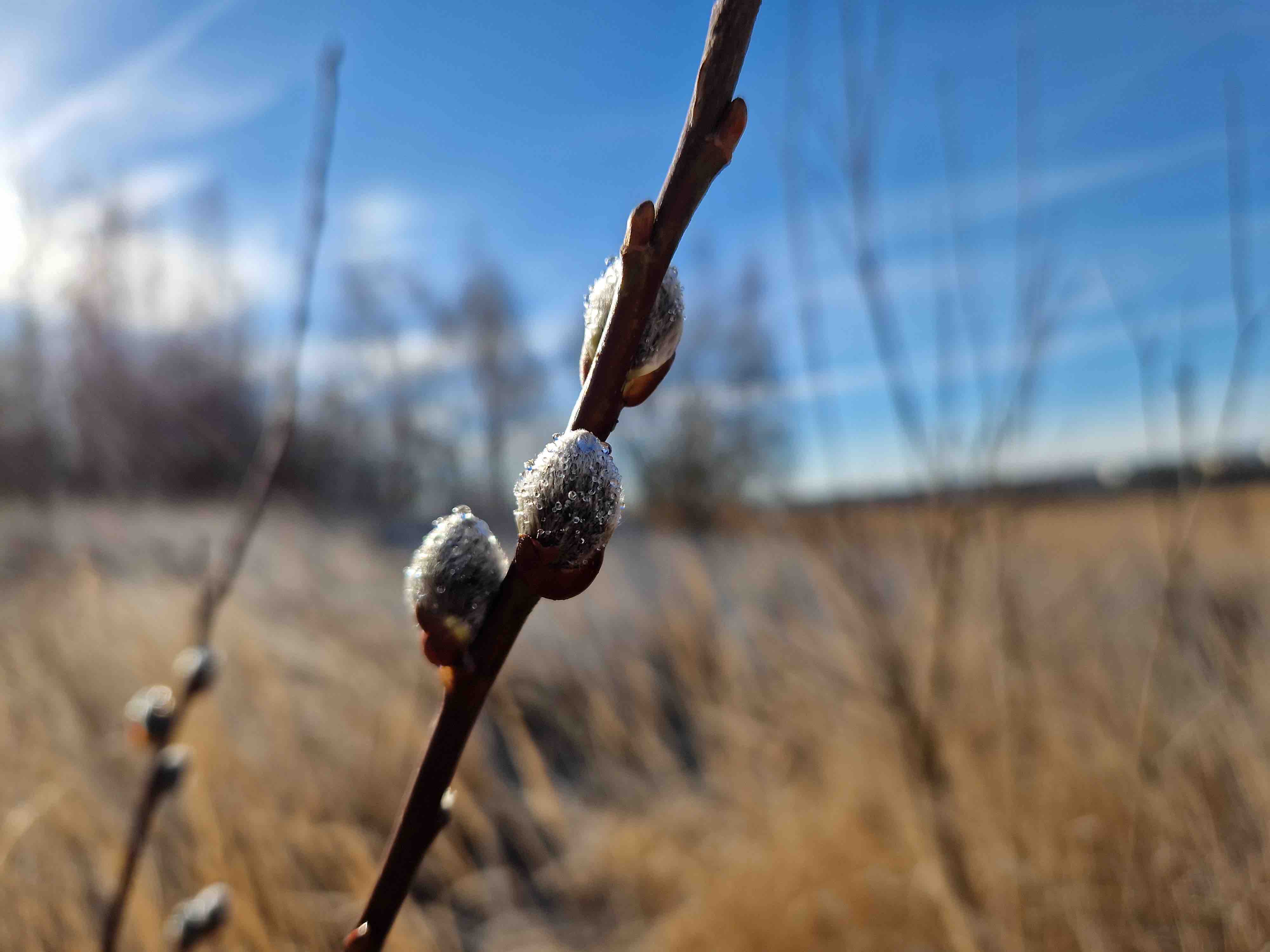 willow buds sunlight
