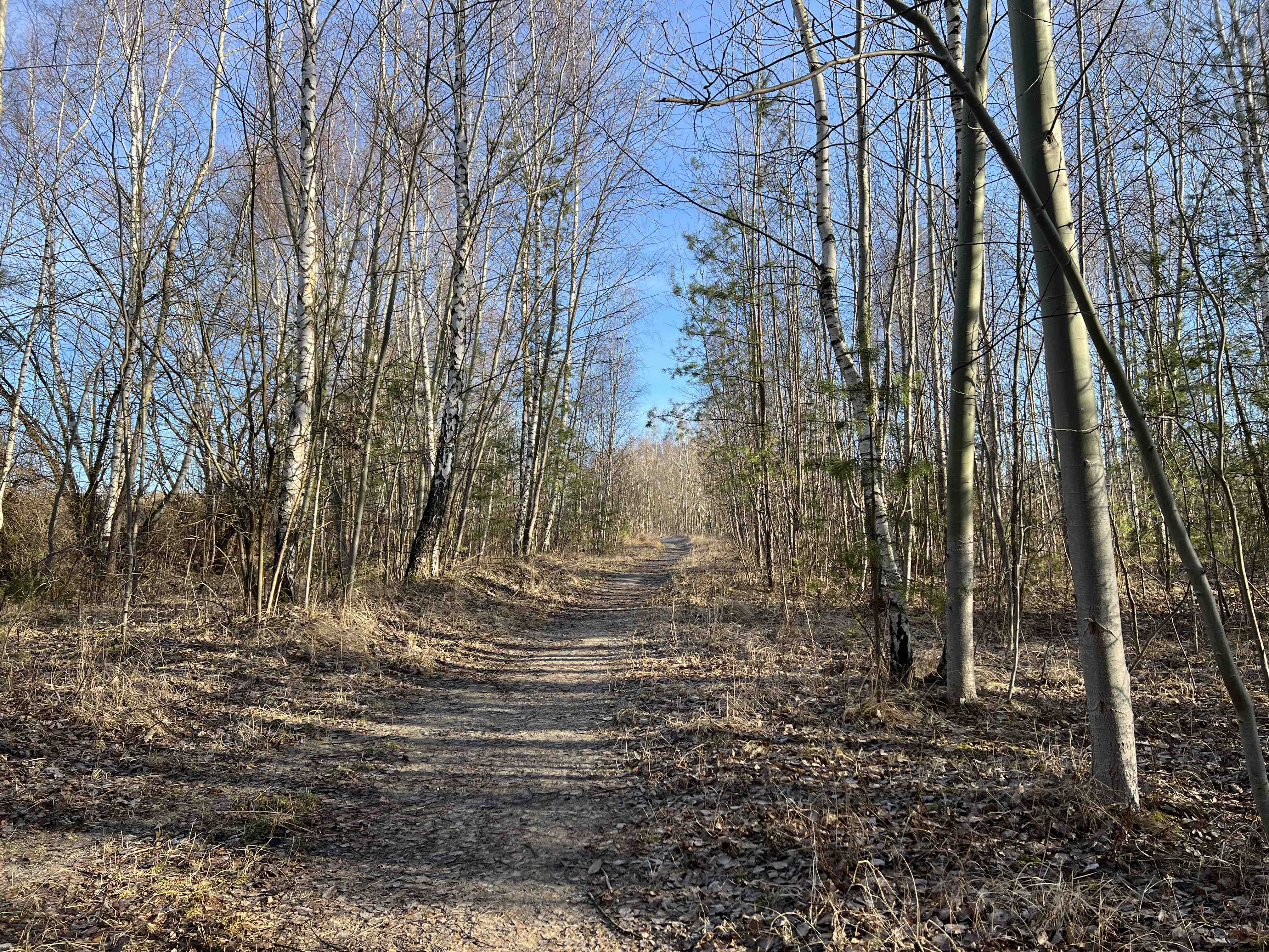 woodland path clear sky