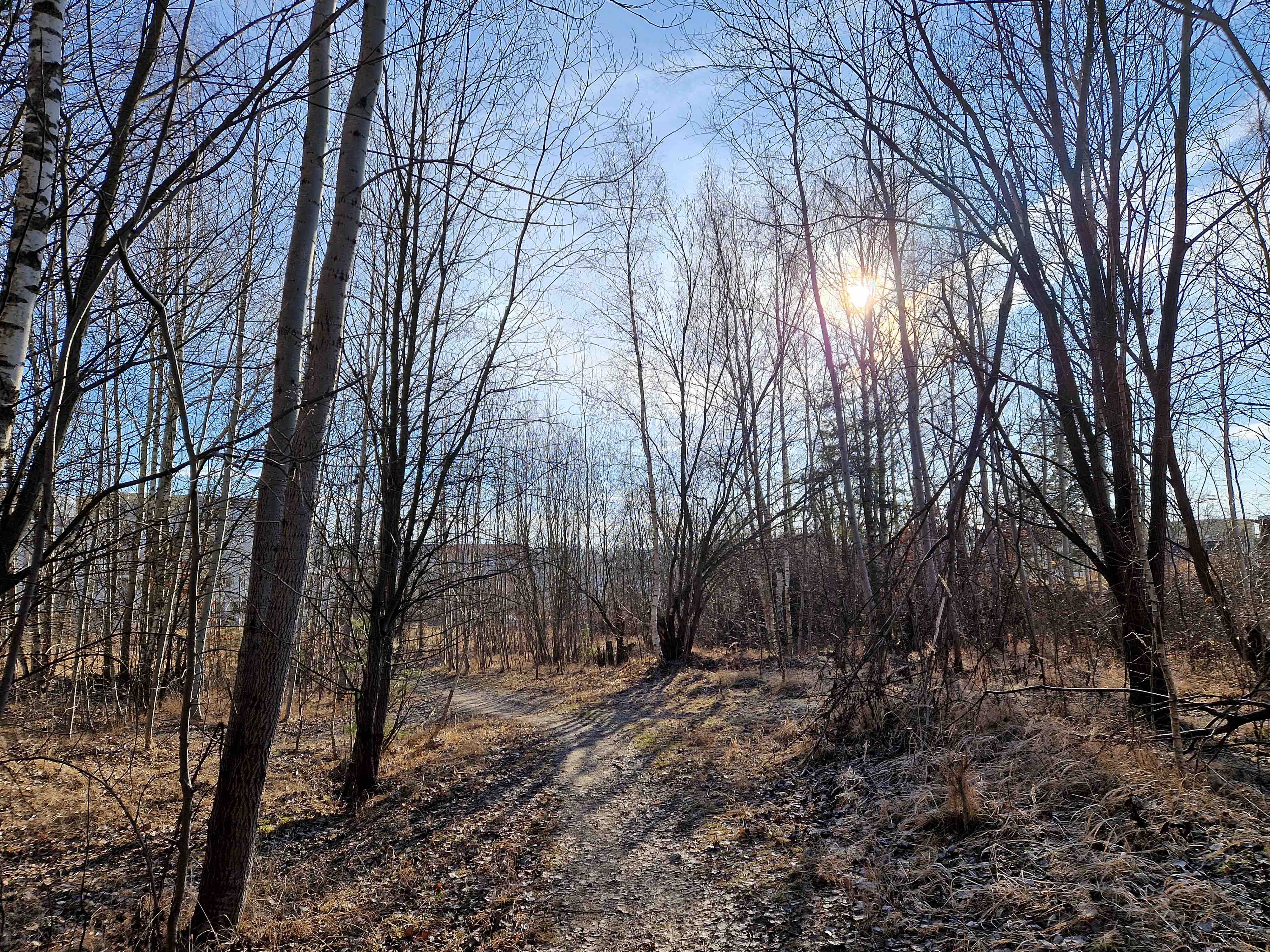 woodland path sunlight