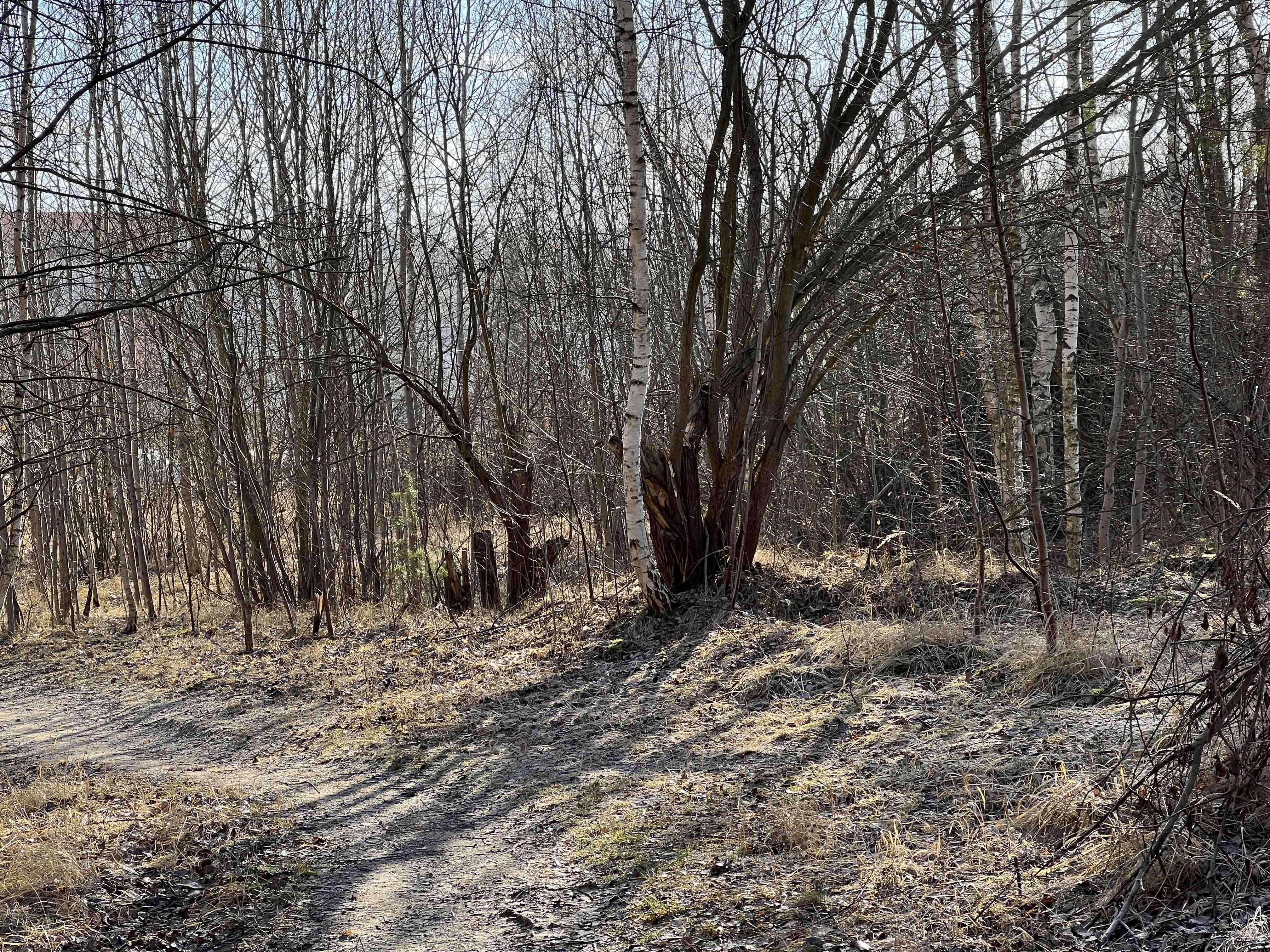 woodland path winter
