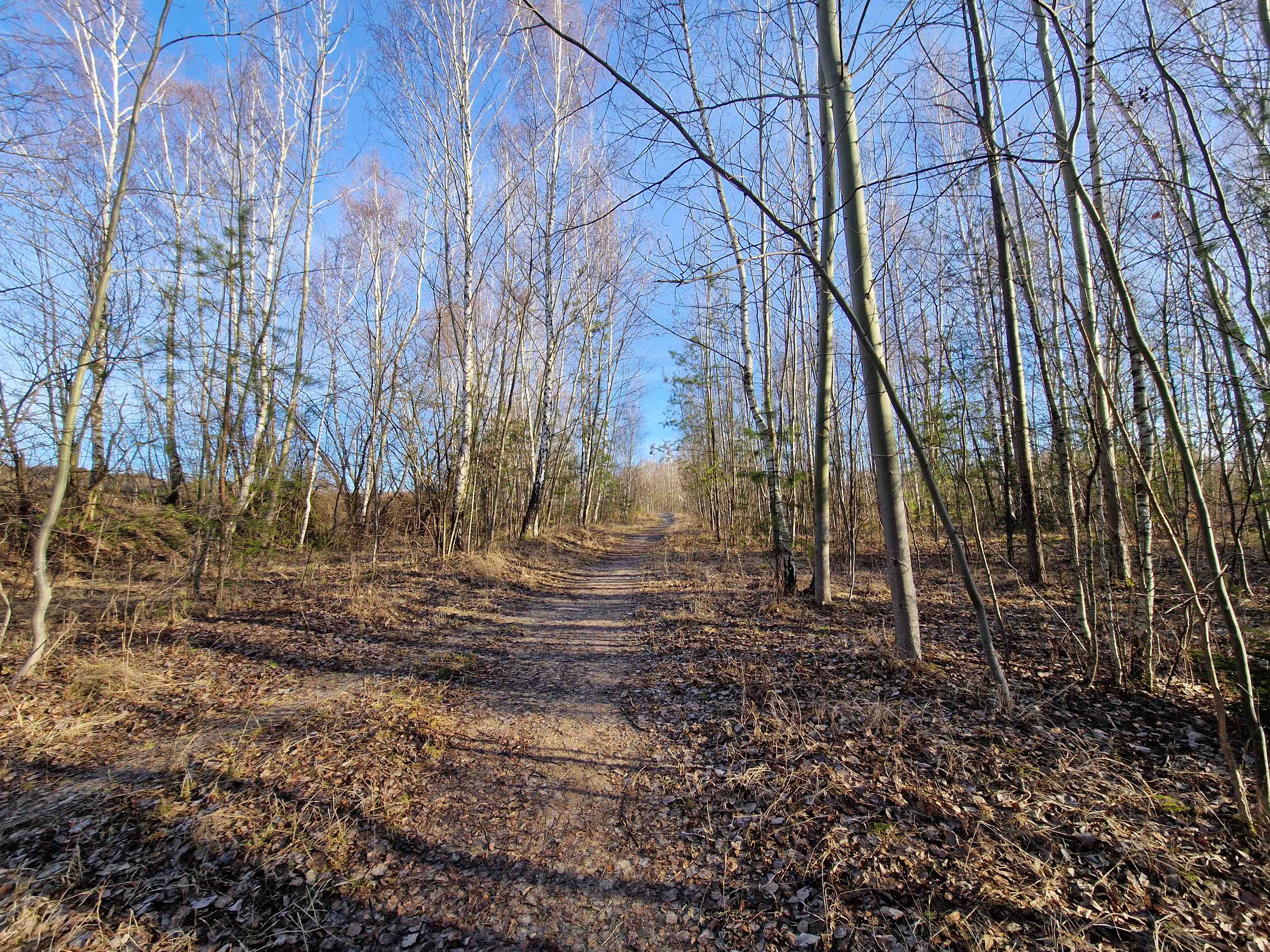 woodland trail bare trees