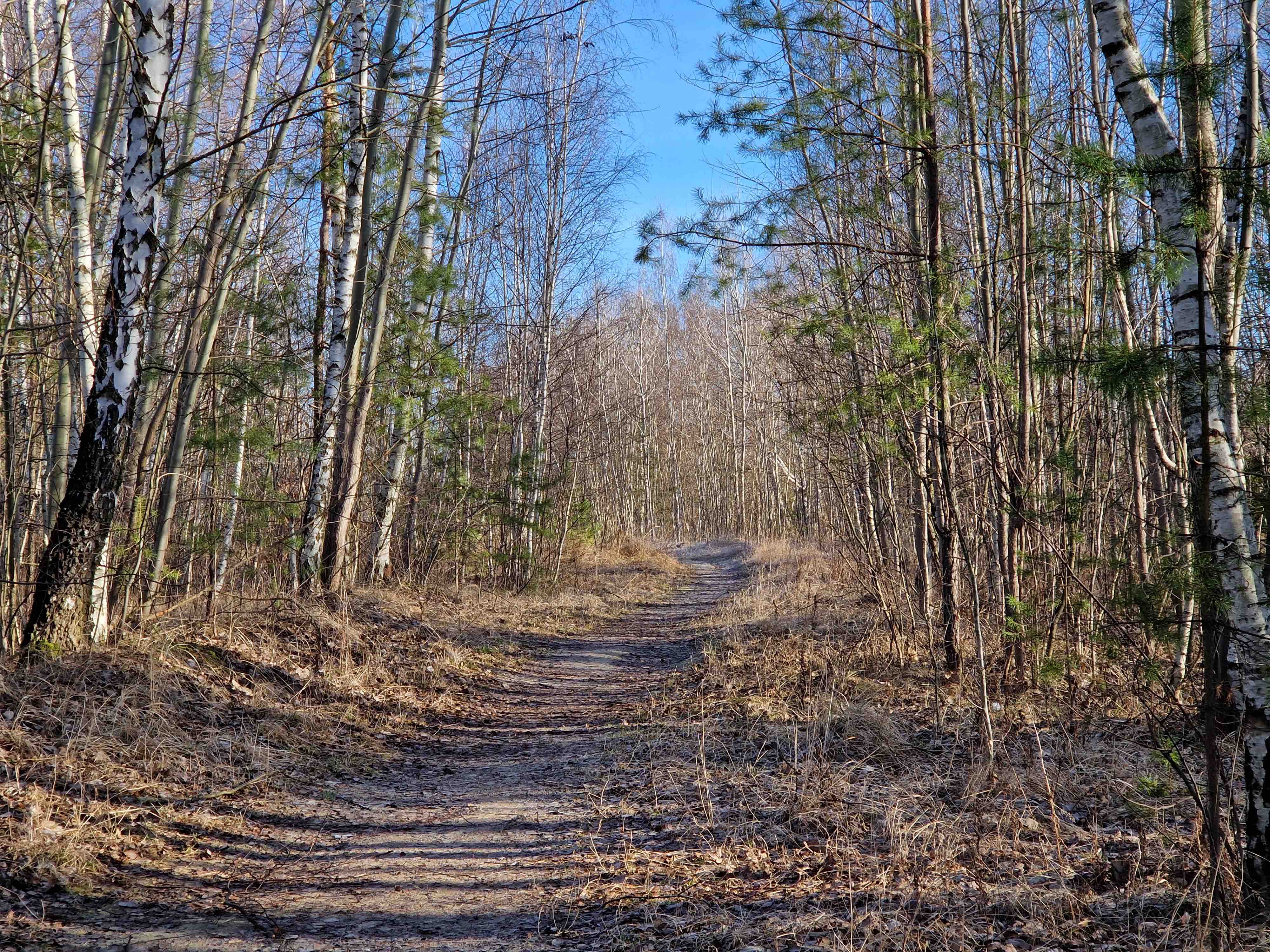 woodland trail sunny day