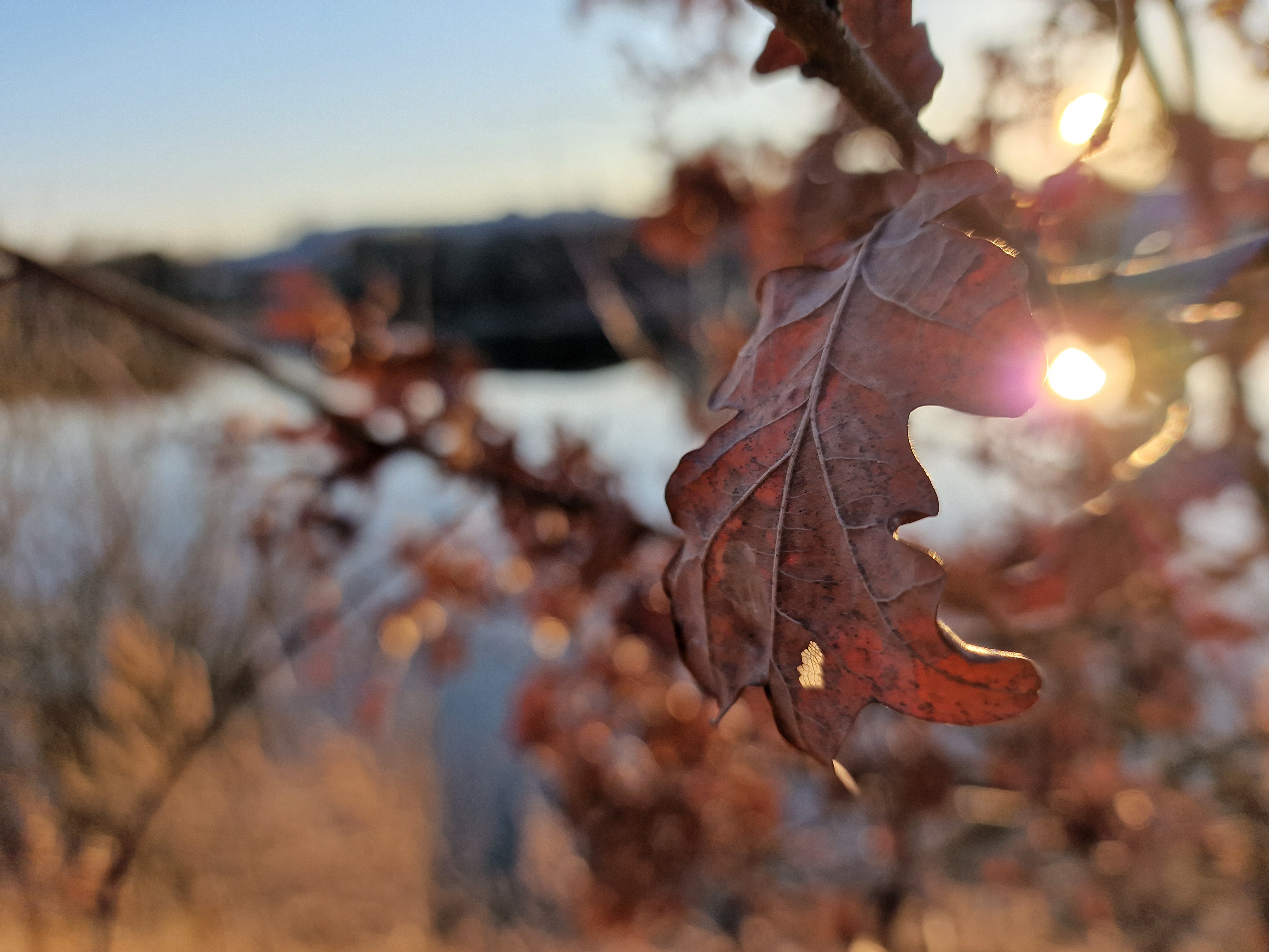 autumn leaf sunlight