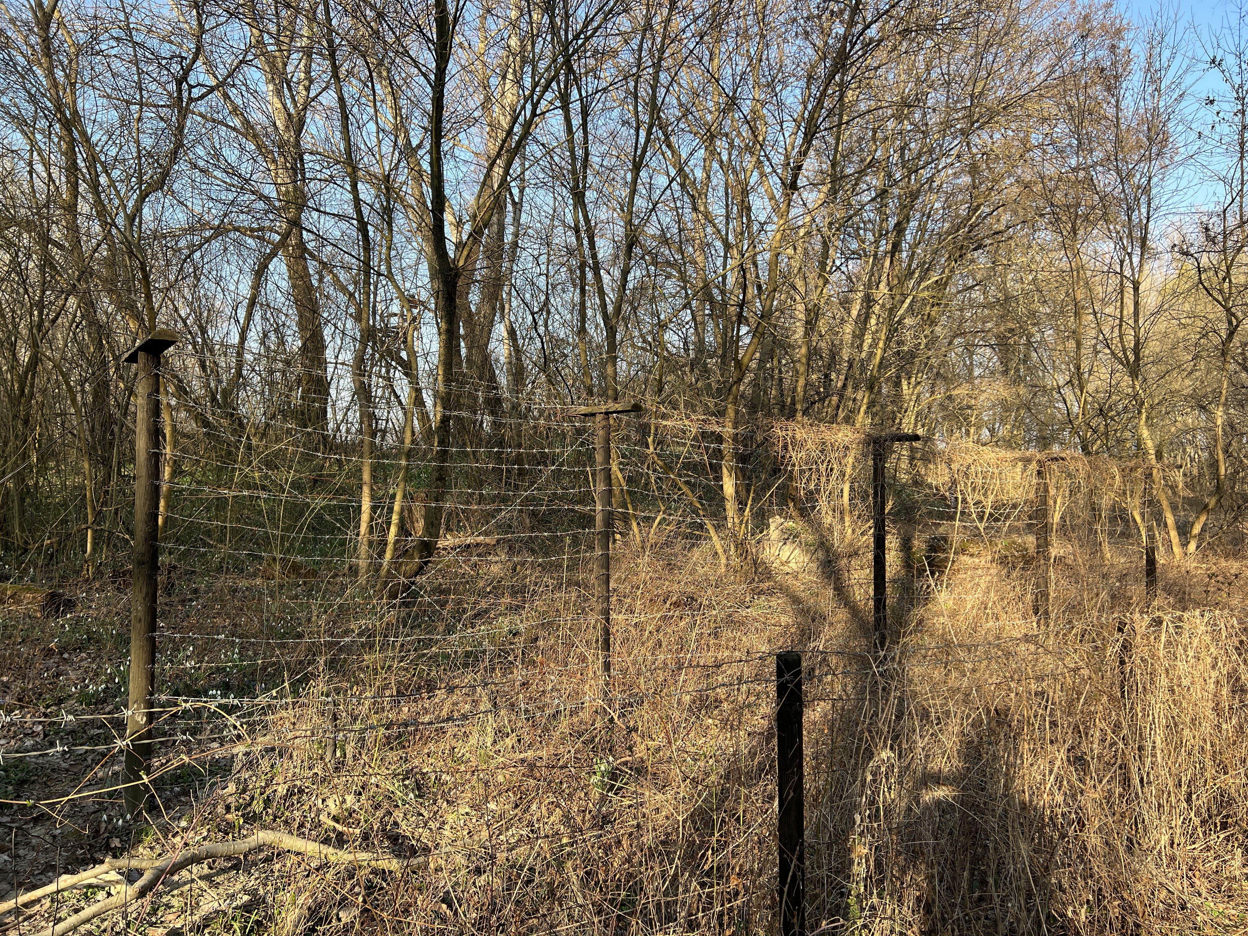 barbed wire fence forest