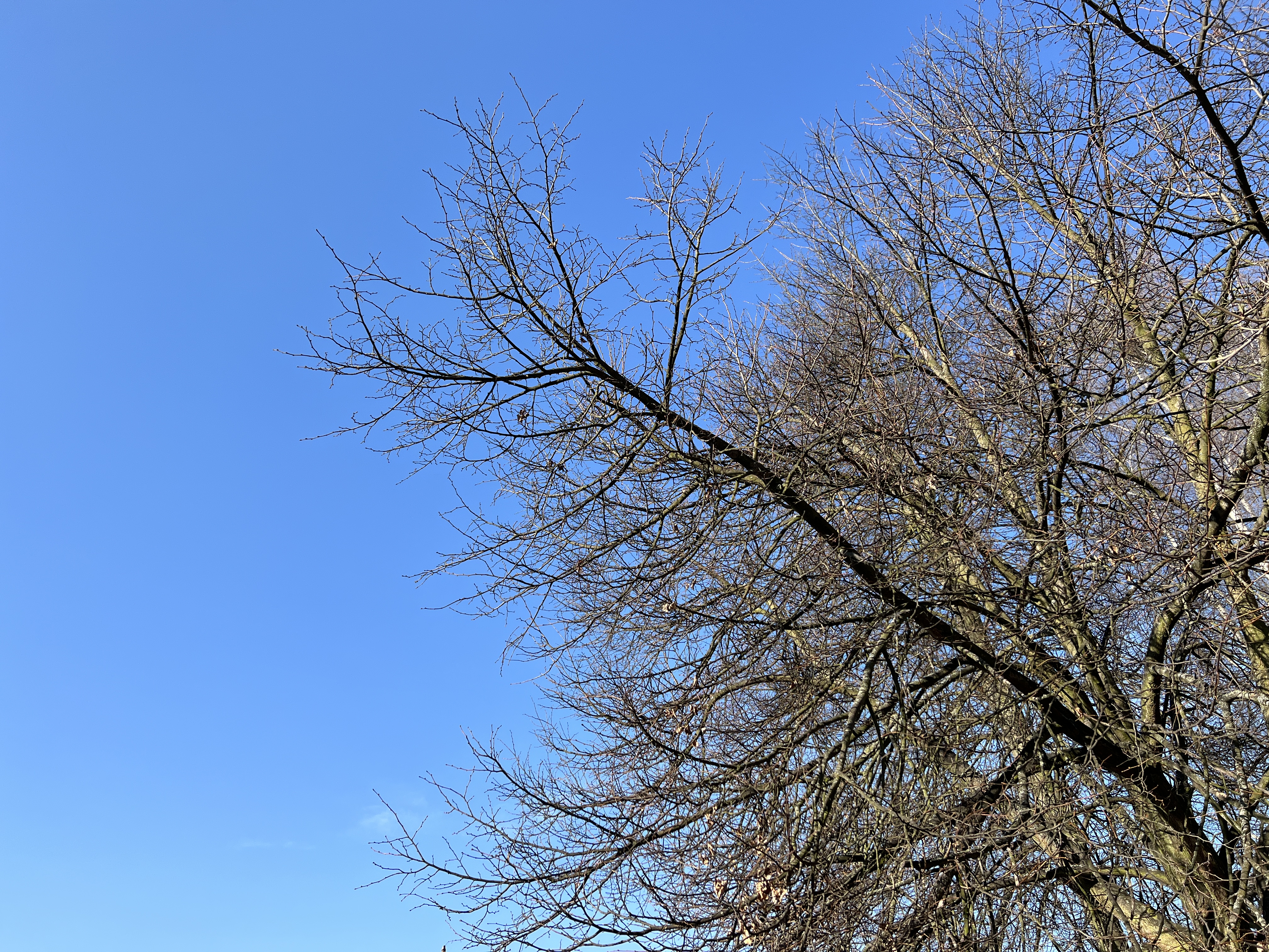 bare tree branches against blue sky