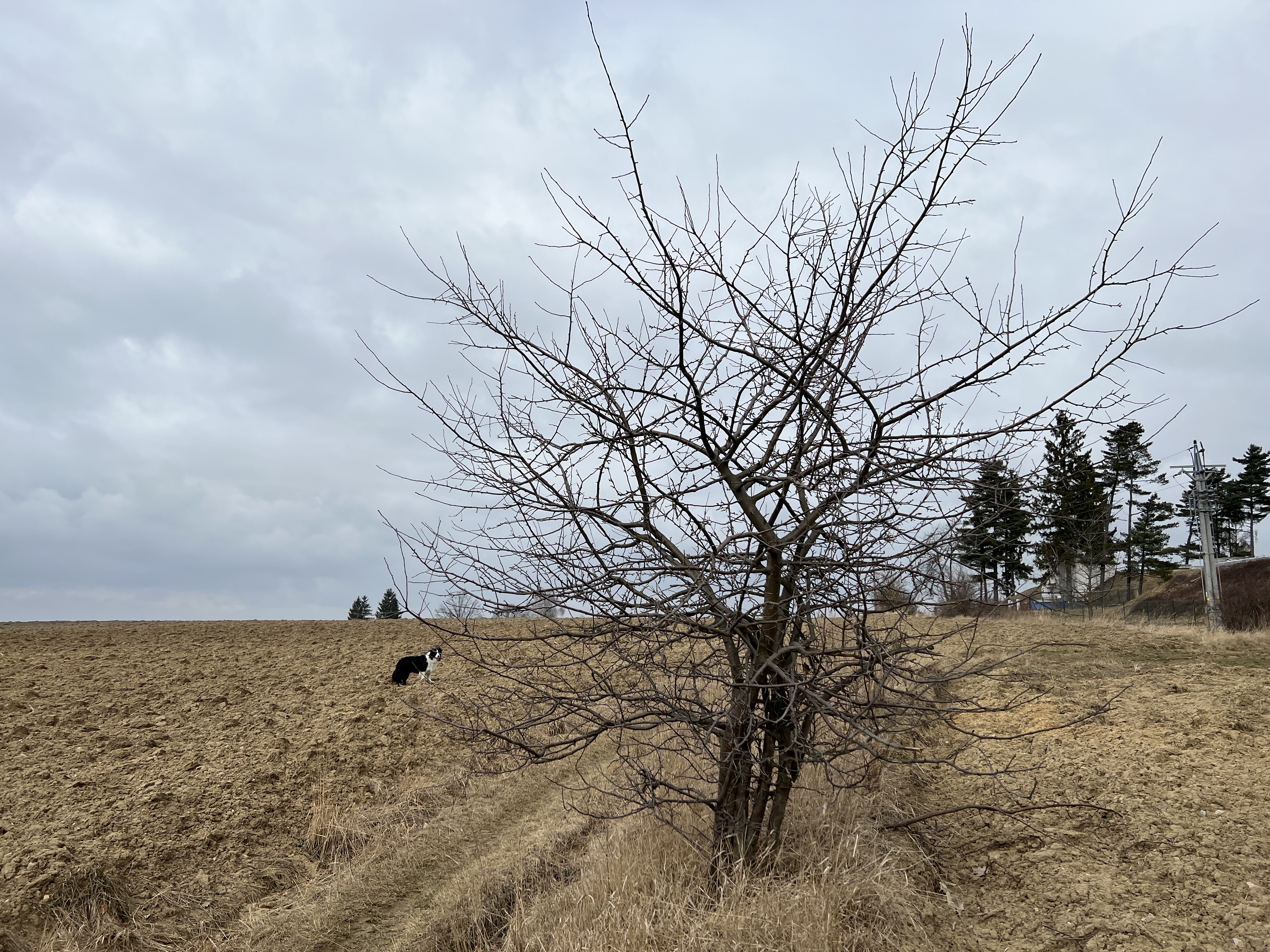 bare tree field dog
