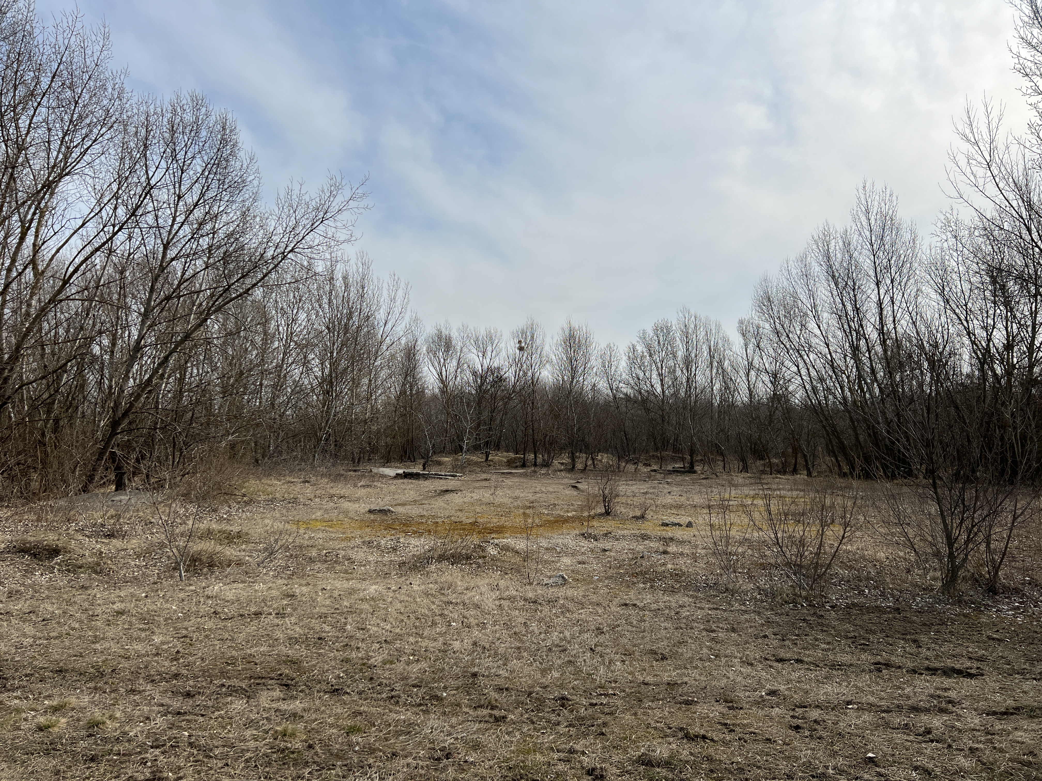 barren landscape trees