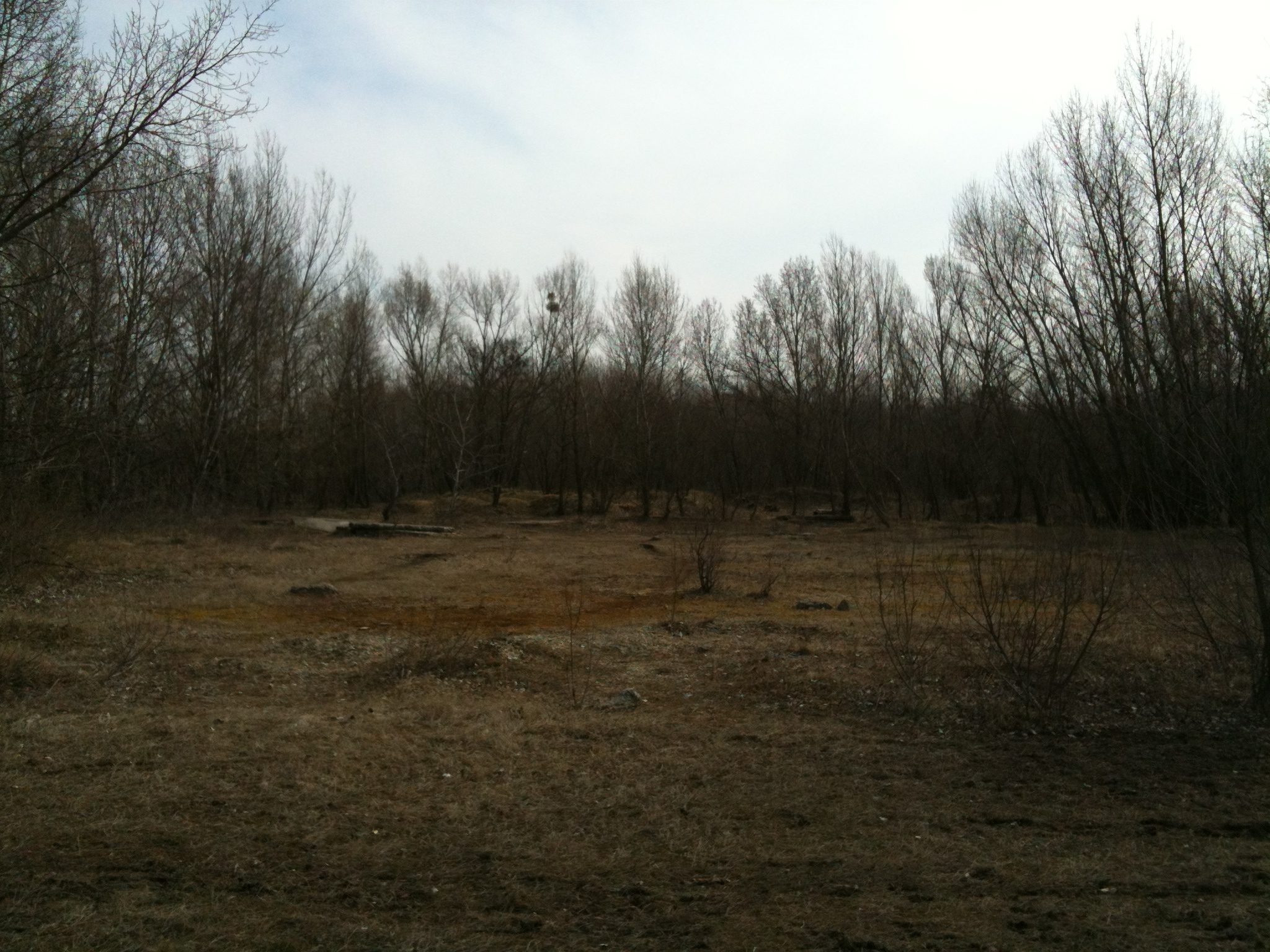 barren landscape with trees
