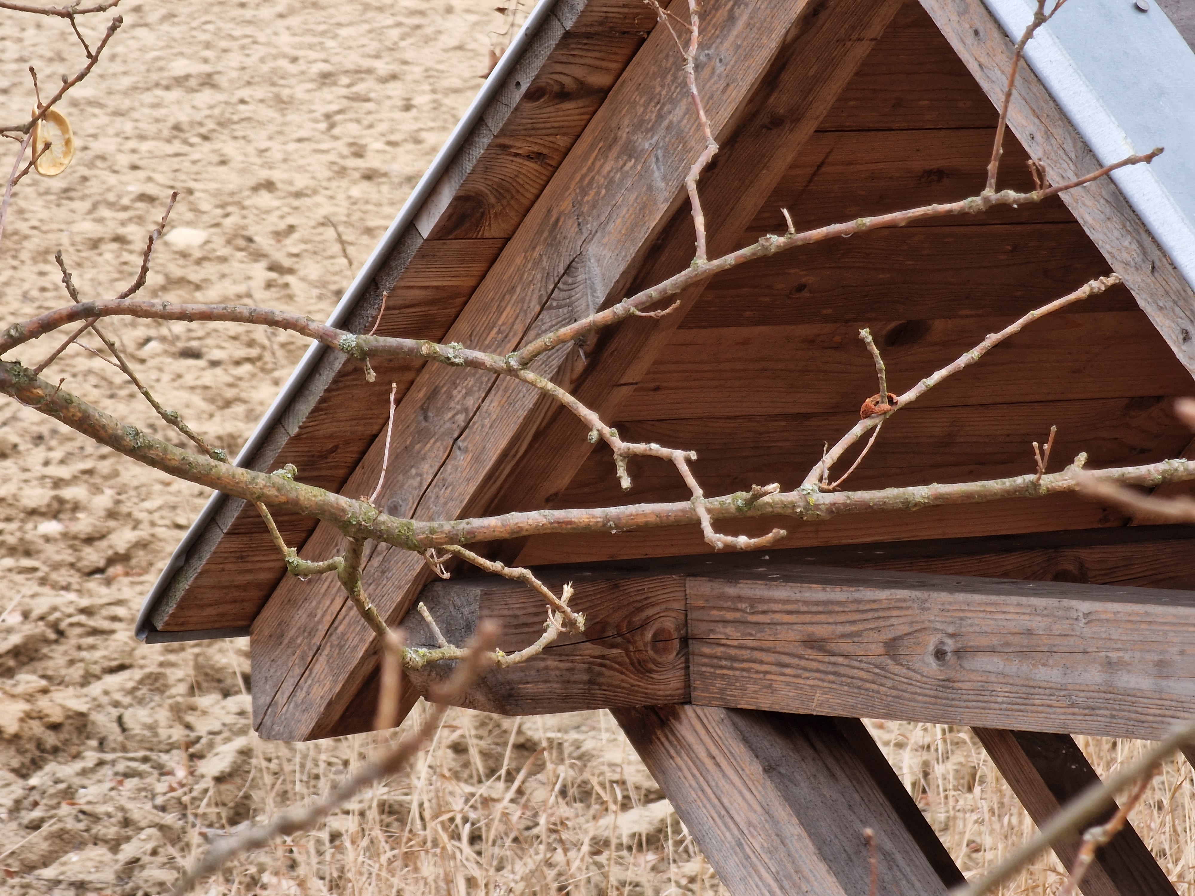 barren tree field sky