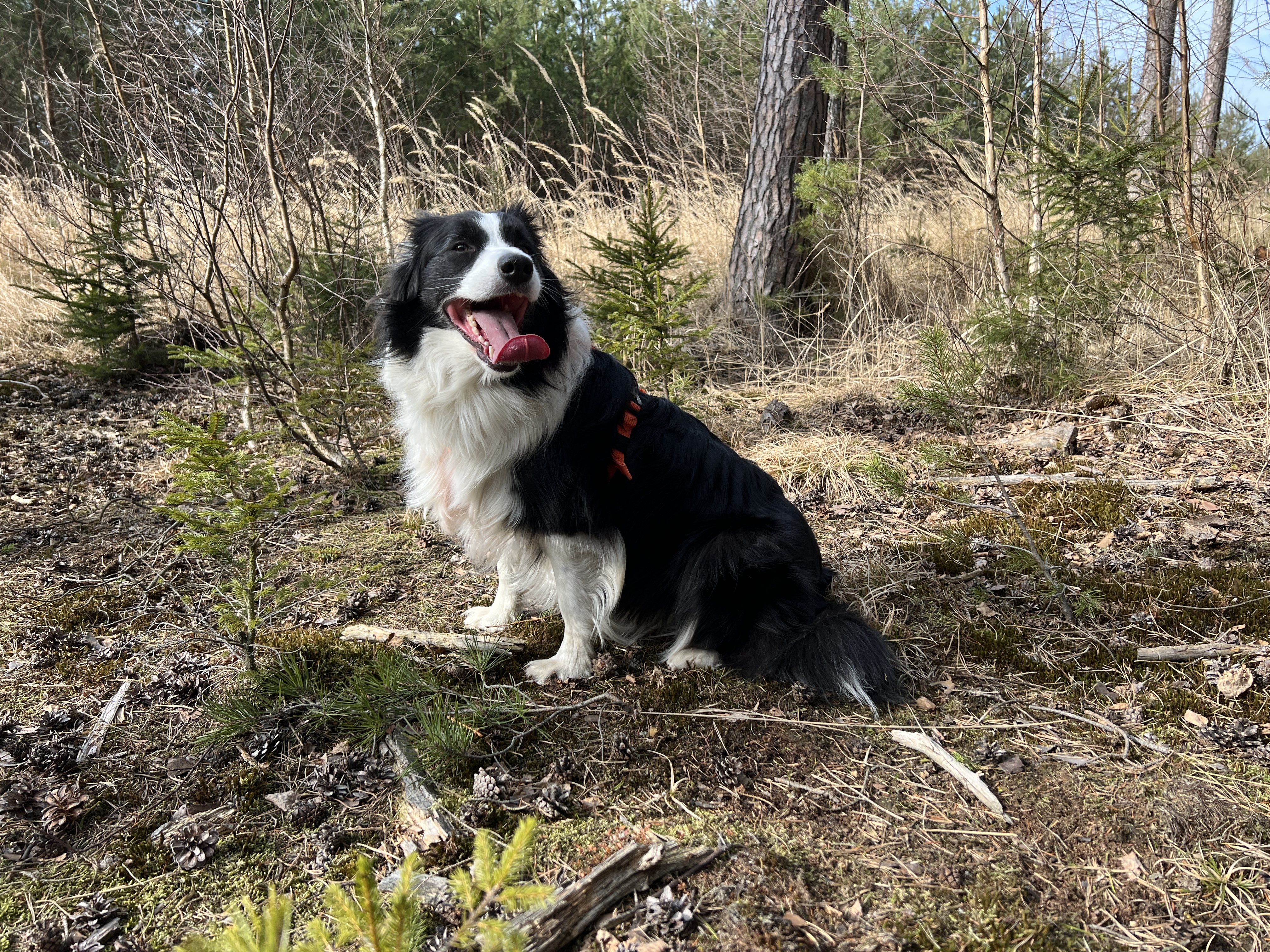 black and white dog in woods