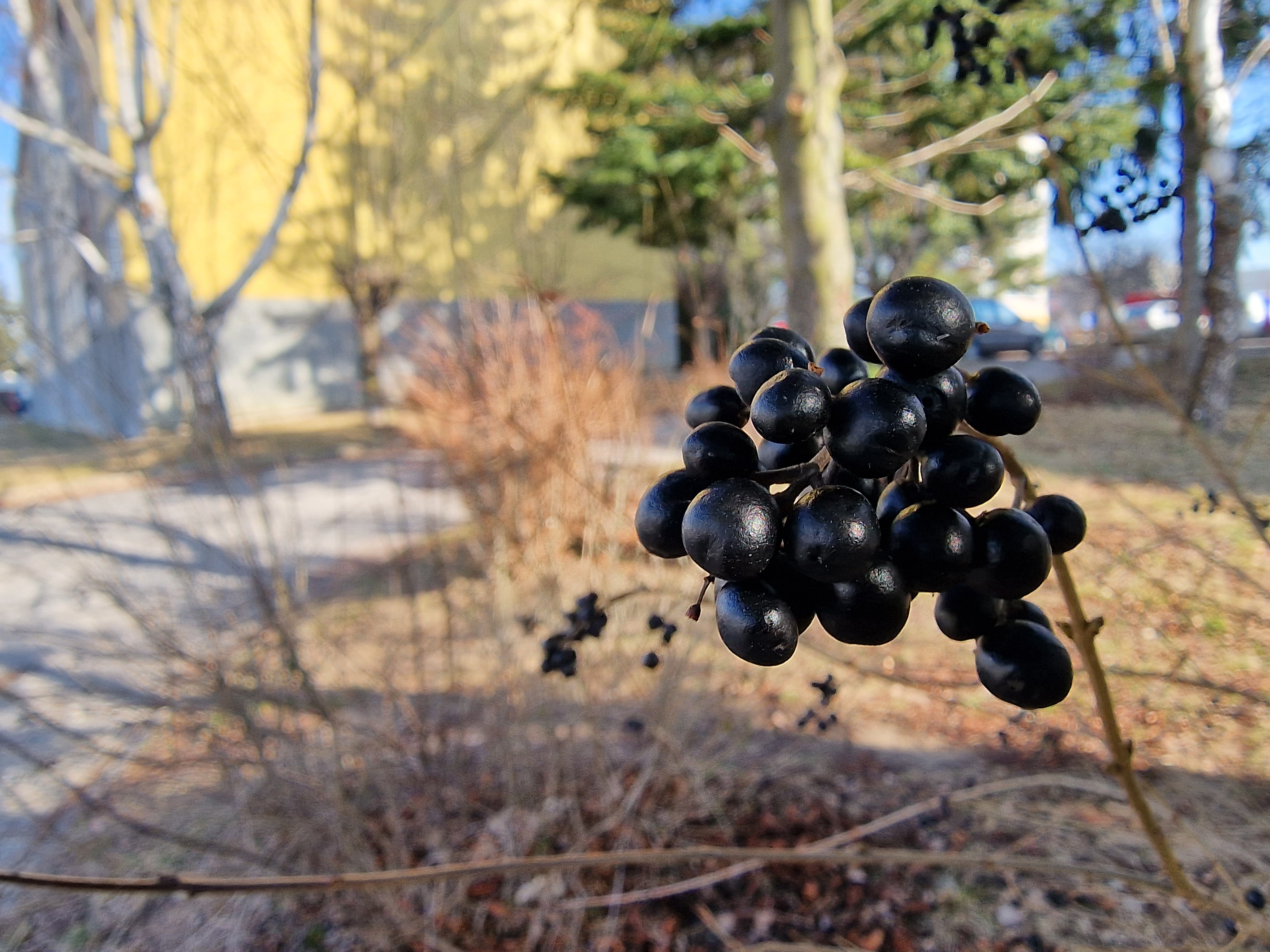 black berries closeup