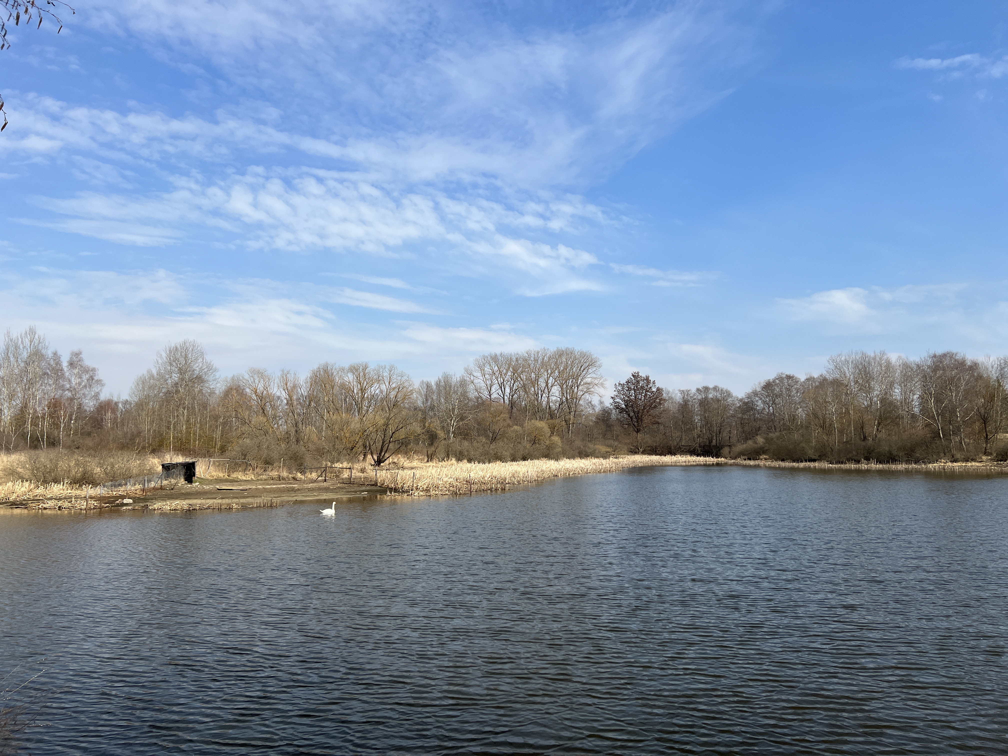 calm lake with trees