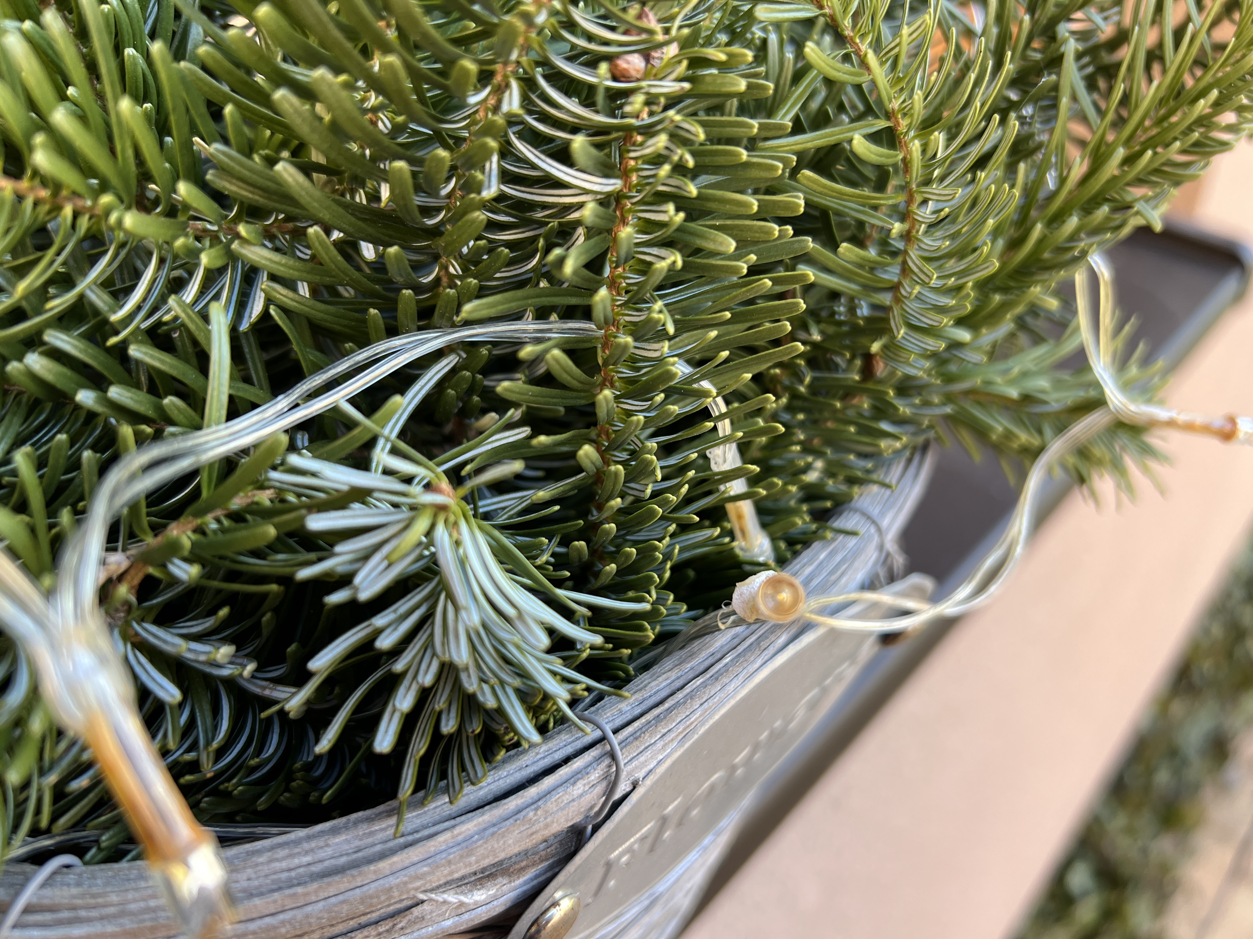 christmas lights on pine branches