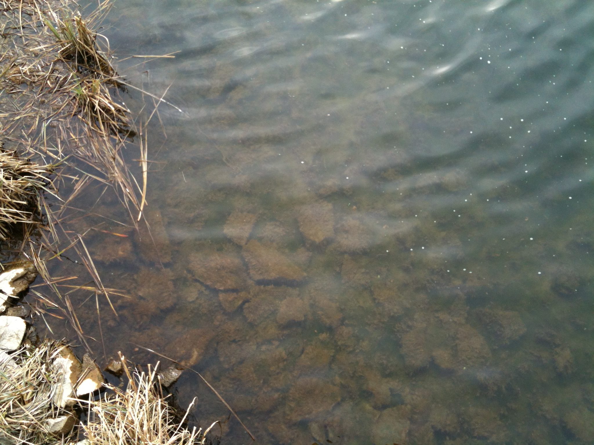 clear water with rocks