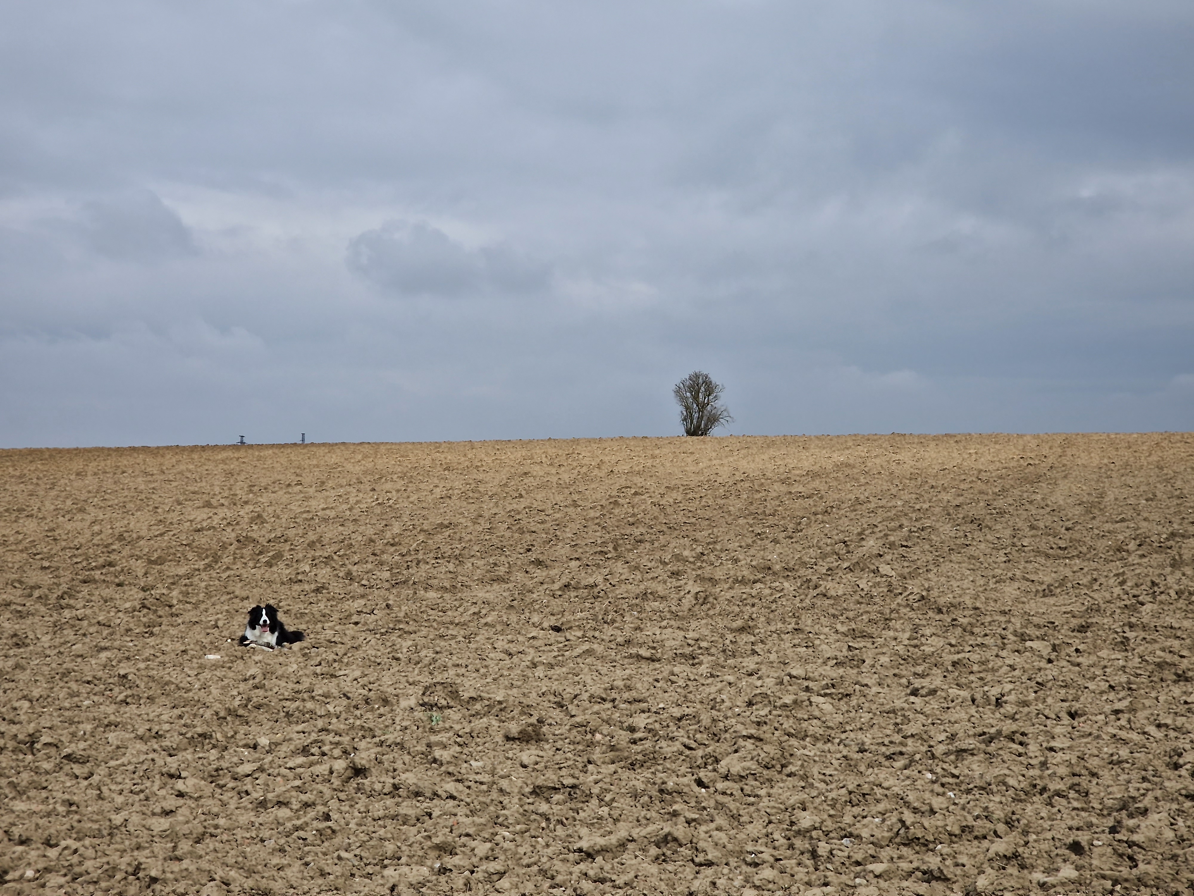 close up of solitary tree
