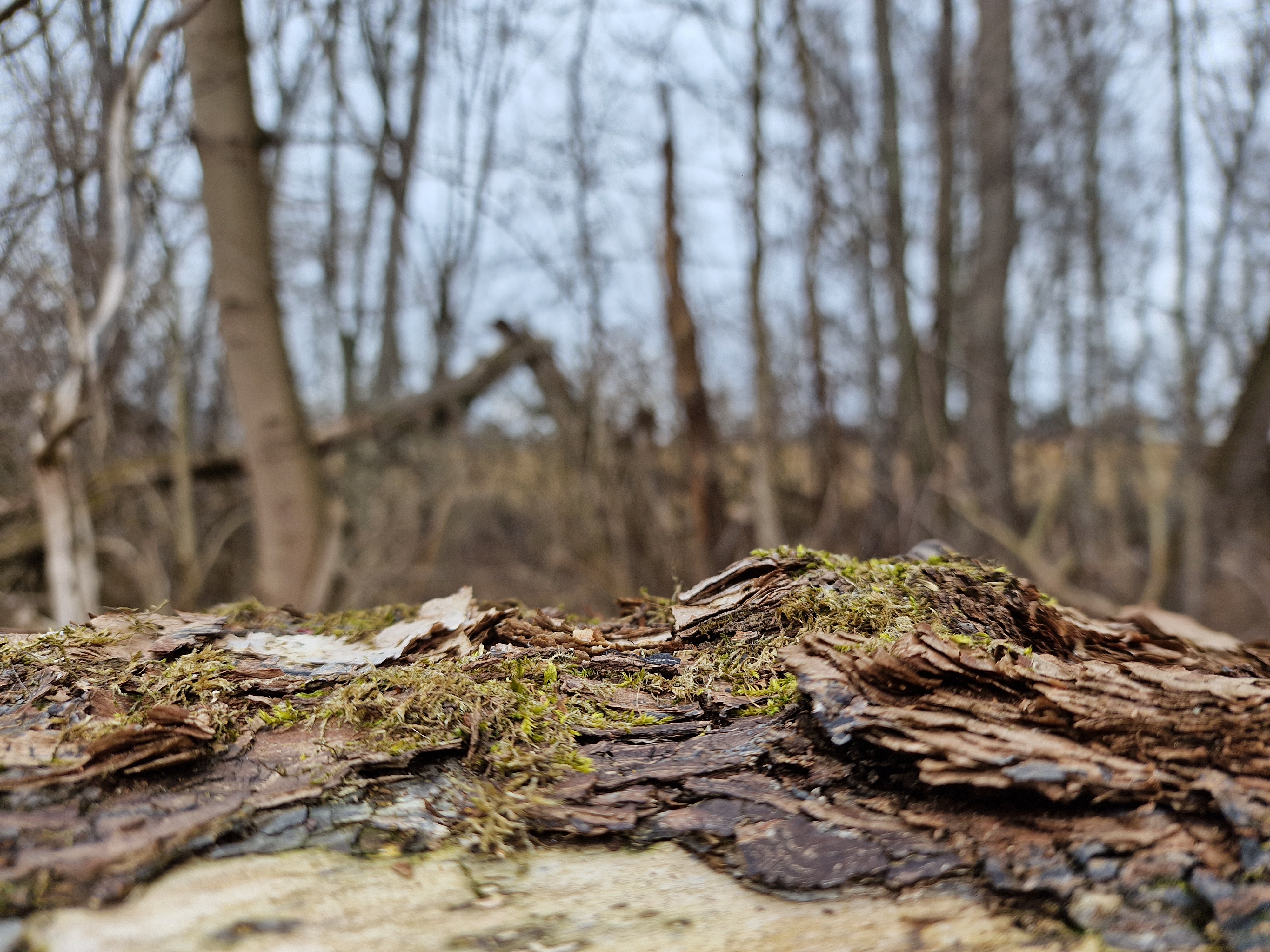 closeup mossy bark forest