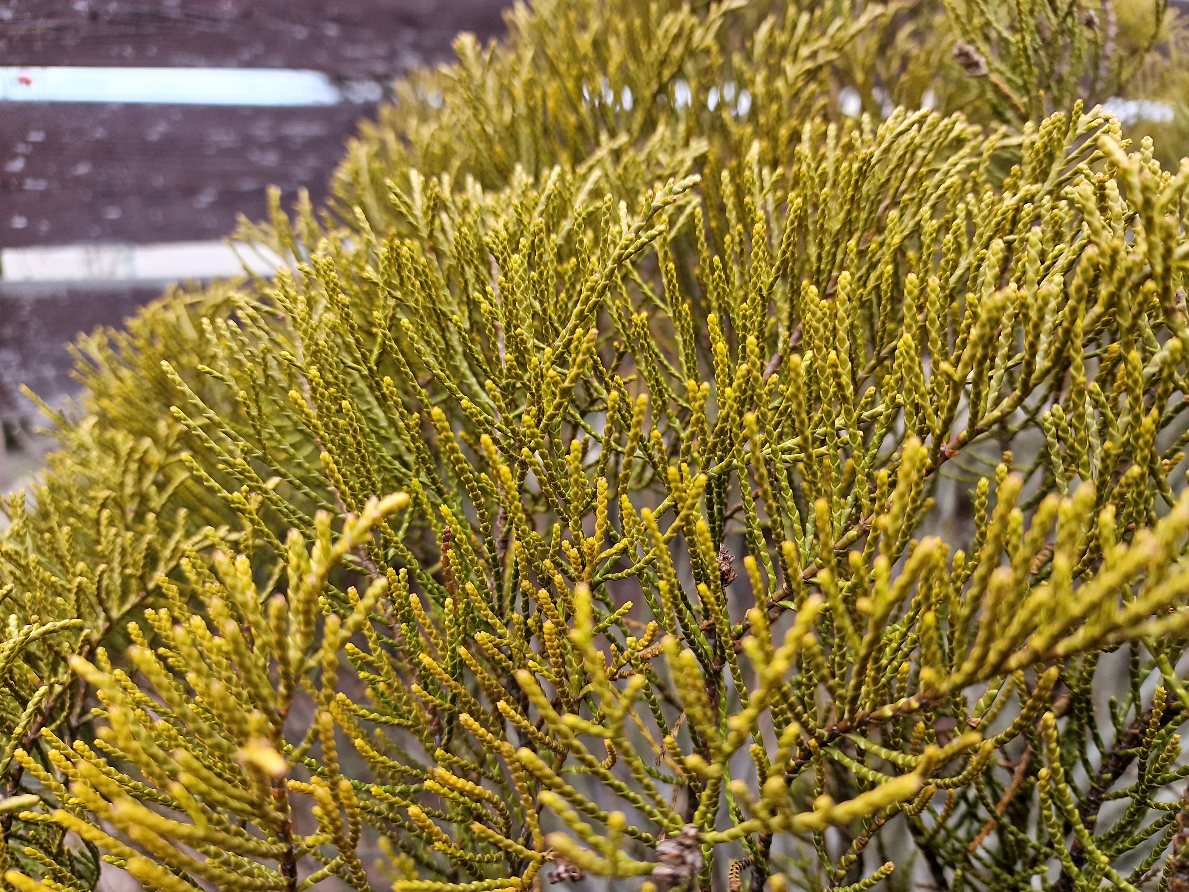 closeup of green foliage