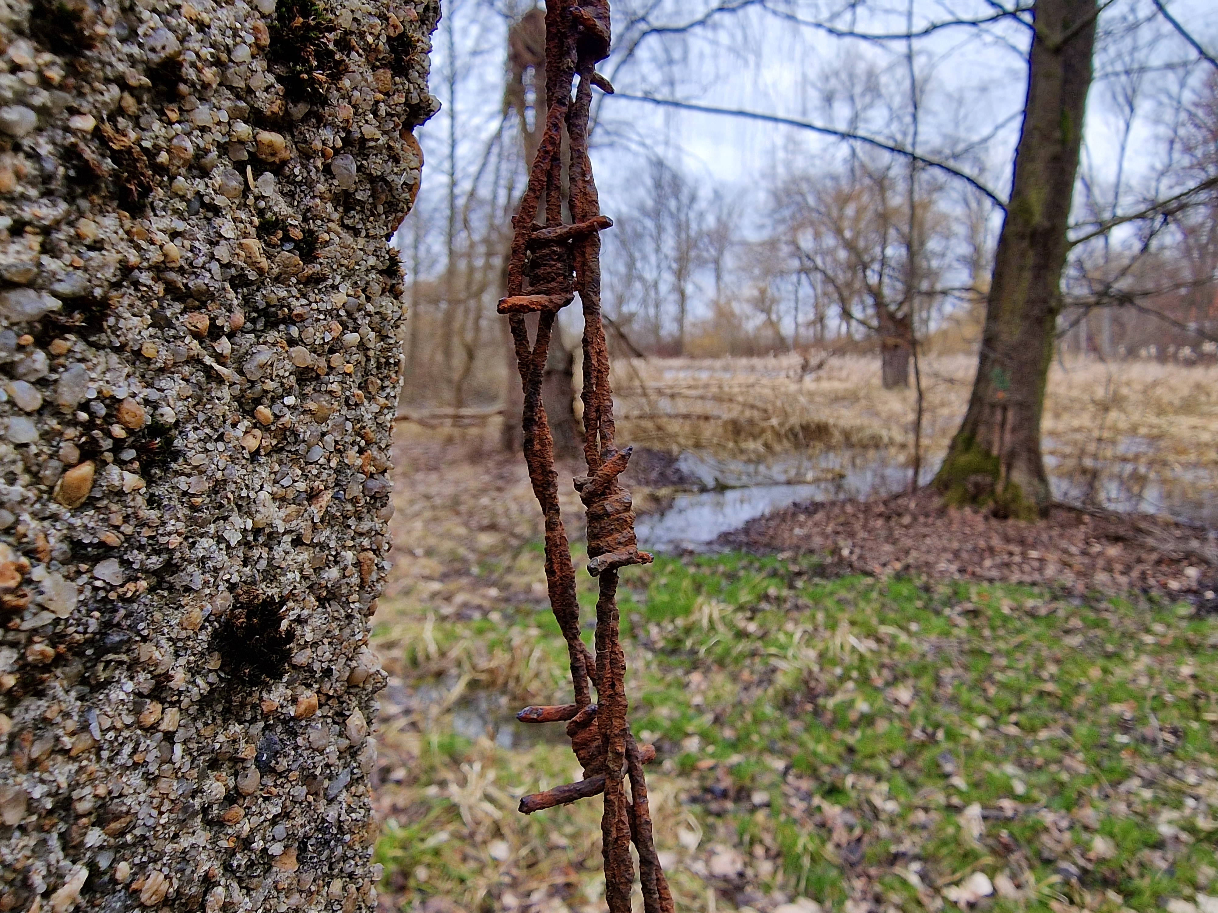 closeup rusty wire tree